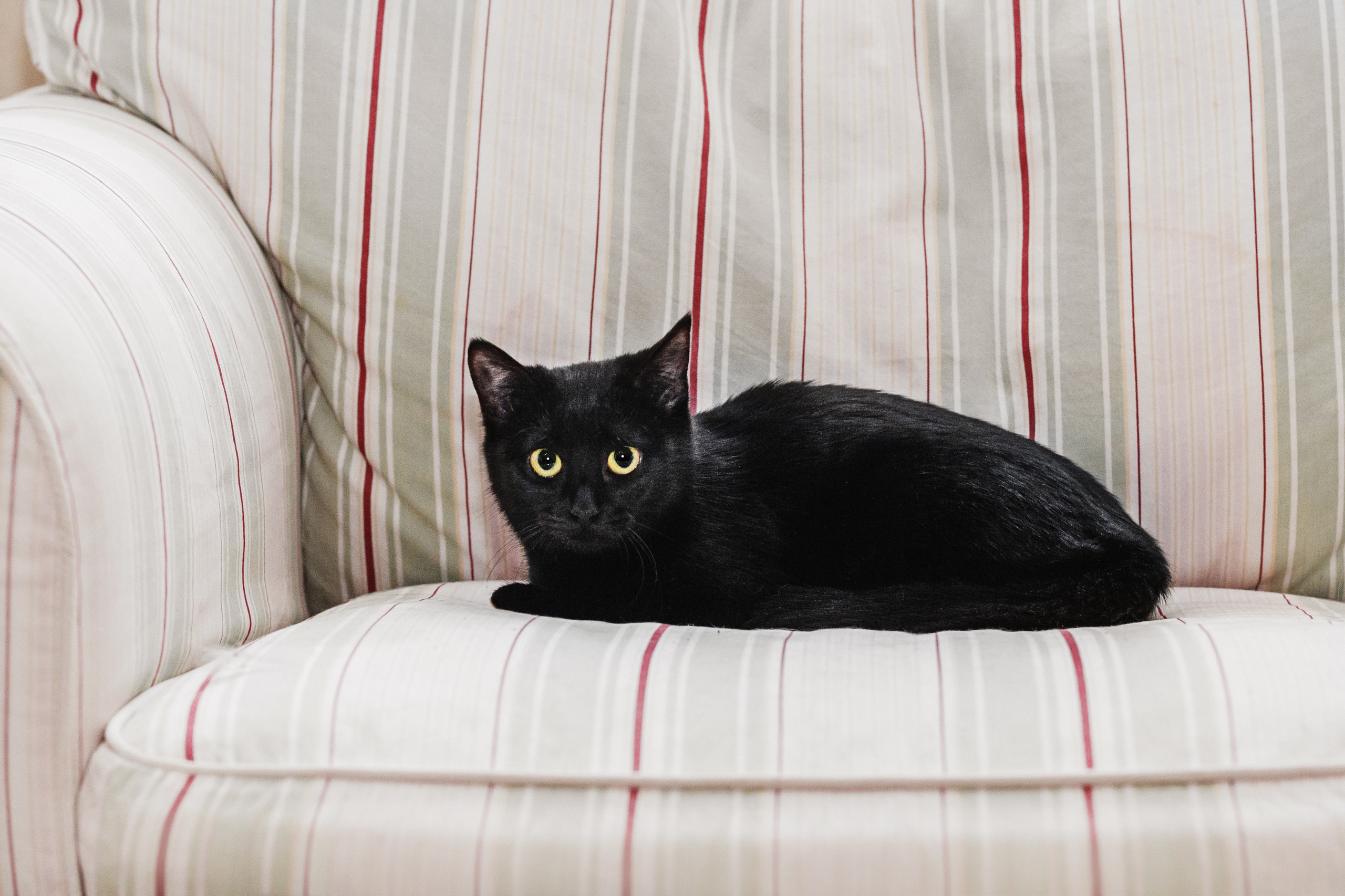 Домашняя съемка 2 собак и кошки 2023. Фотограф-анималист Татьяна Степанова