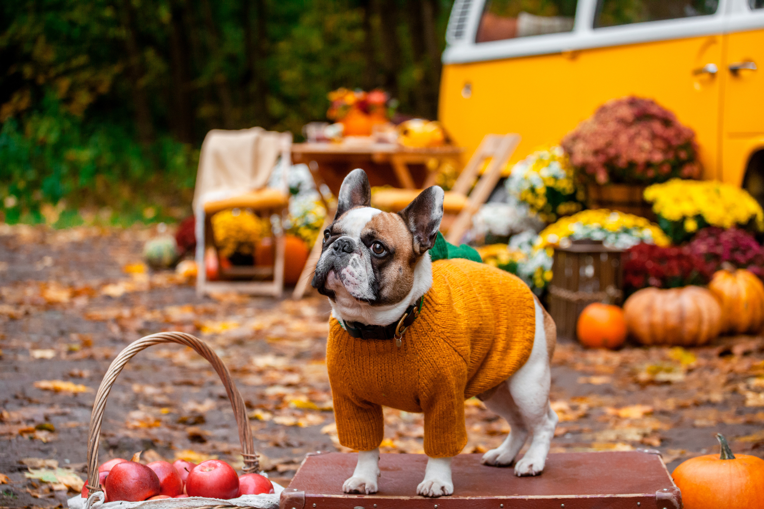 Съемка с ретро автобусом. Фотограф-анималист Татьяна Степанова