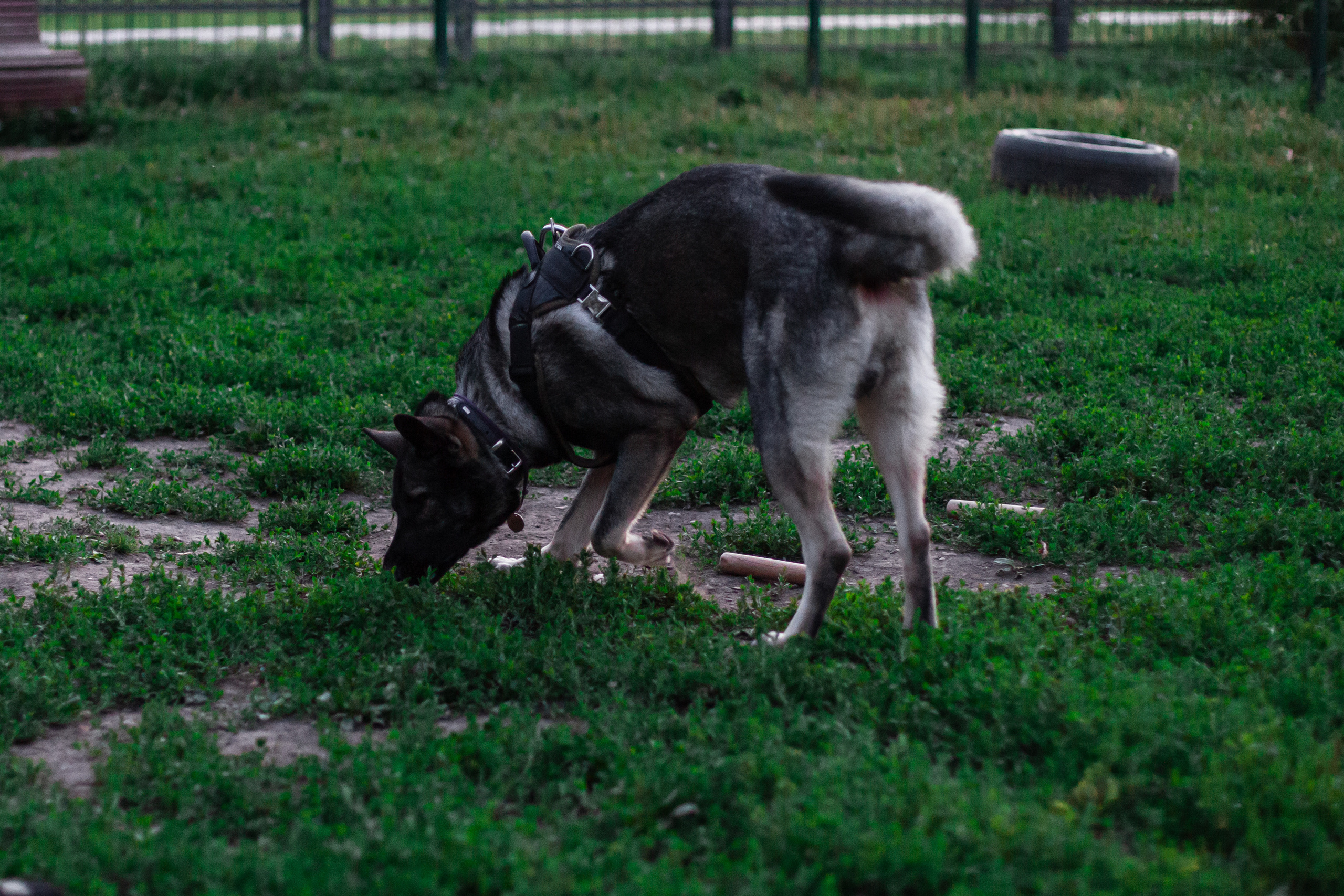 Занятие ЗКС+Выборка 2022. Фотограф-анималист Татьяна Степанова