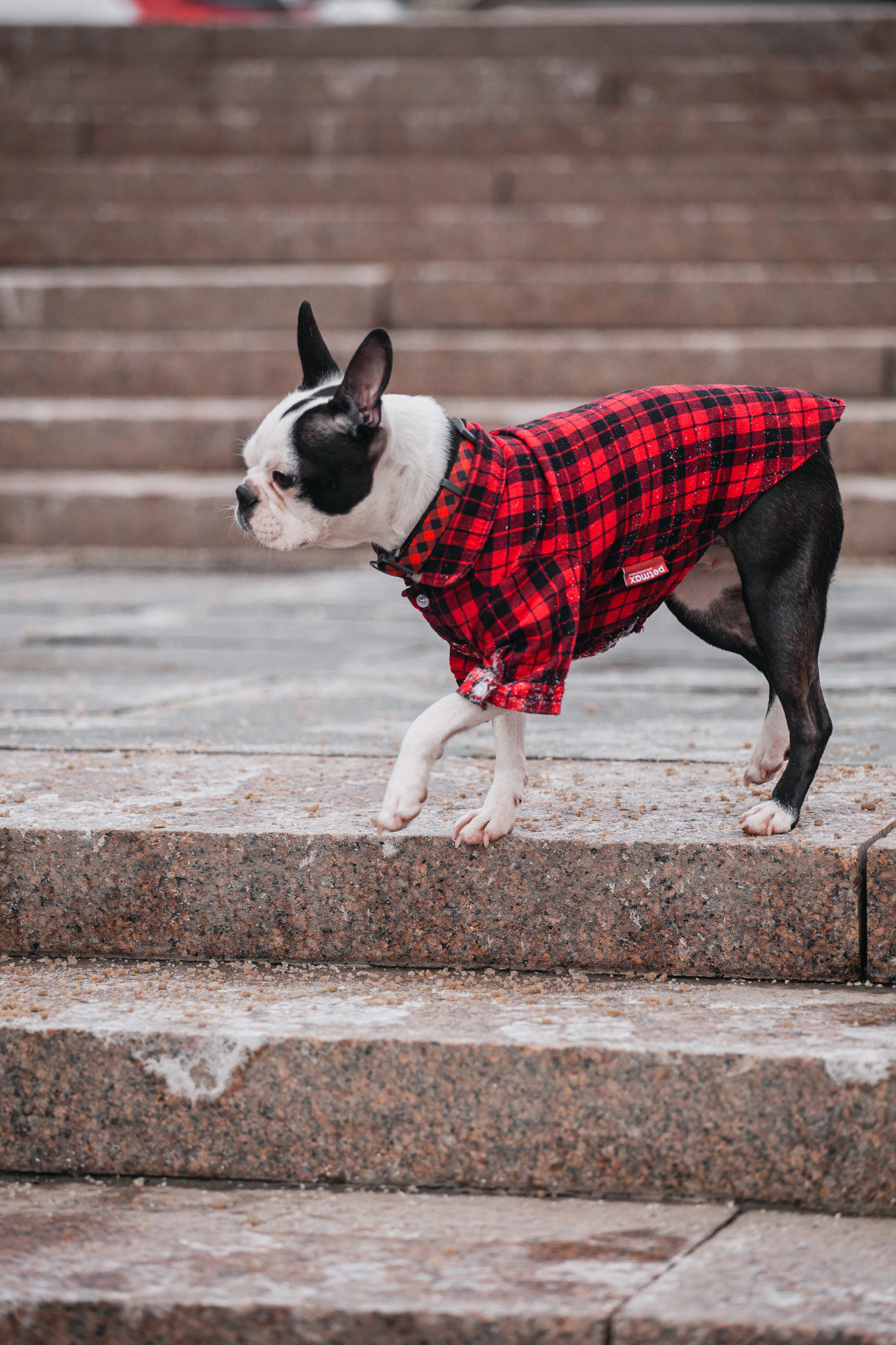 Василиса и Мира Кузнецкий мост. Фотограф-анималист Татьяна Степанова