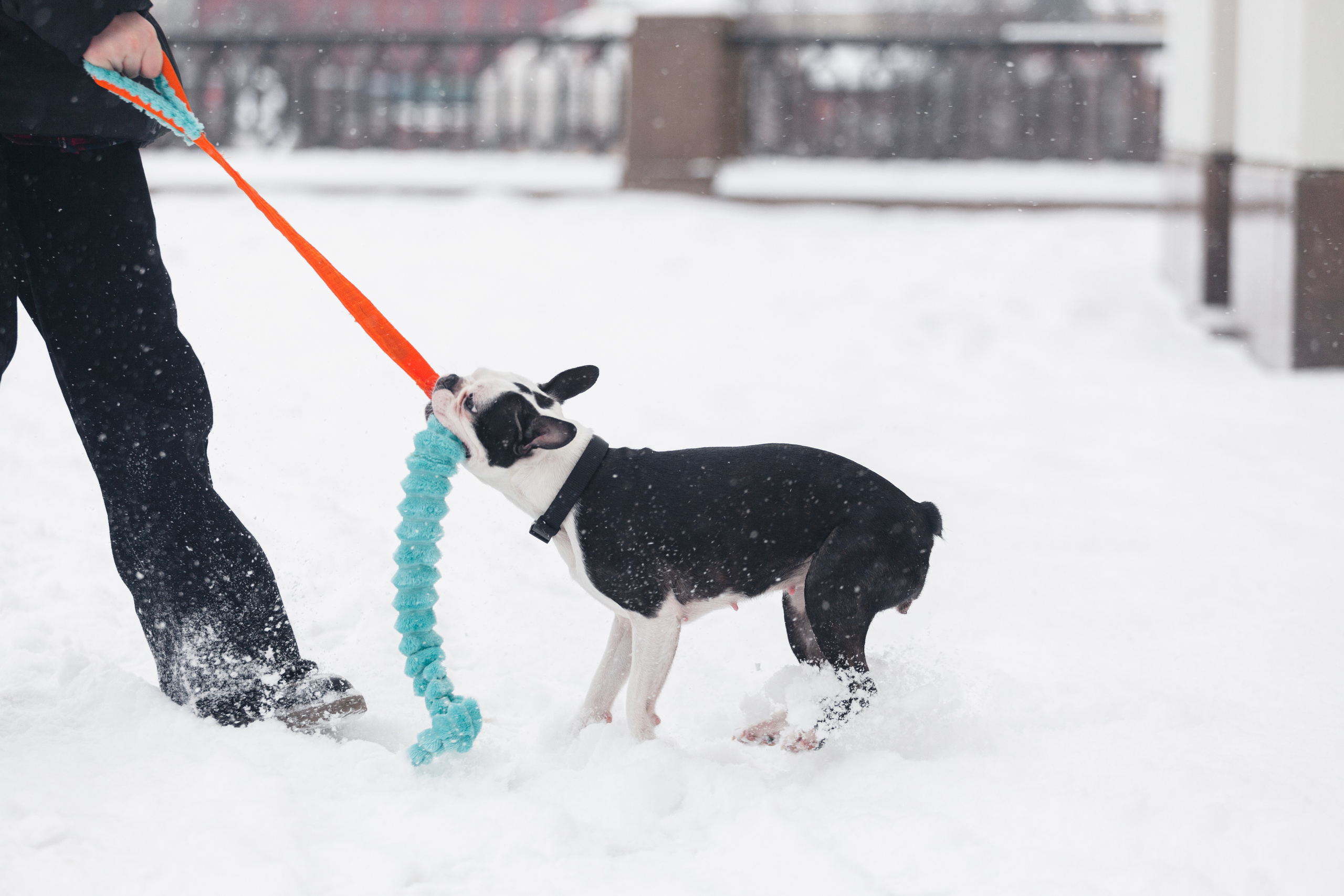 Василиса и Мира Кузнецкий мост. Фотограф-анималист Татьяна Степанова