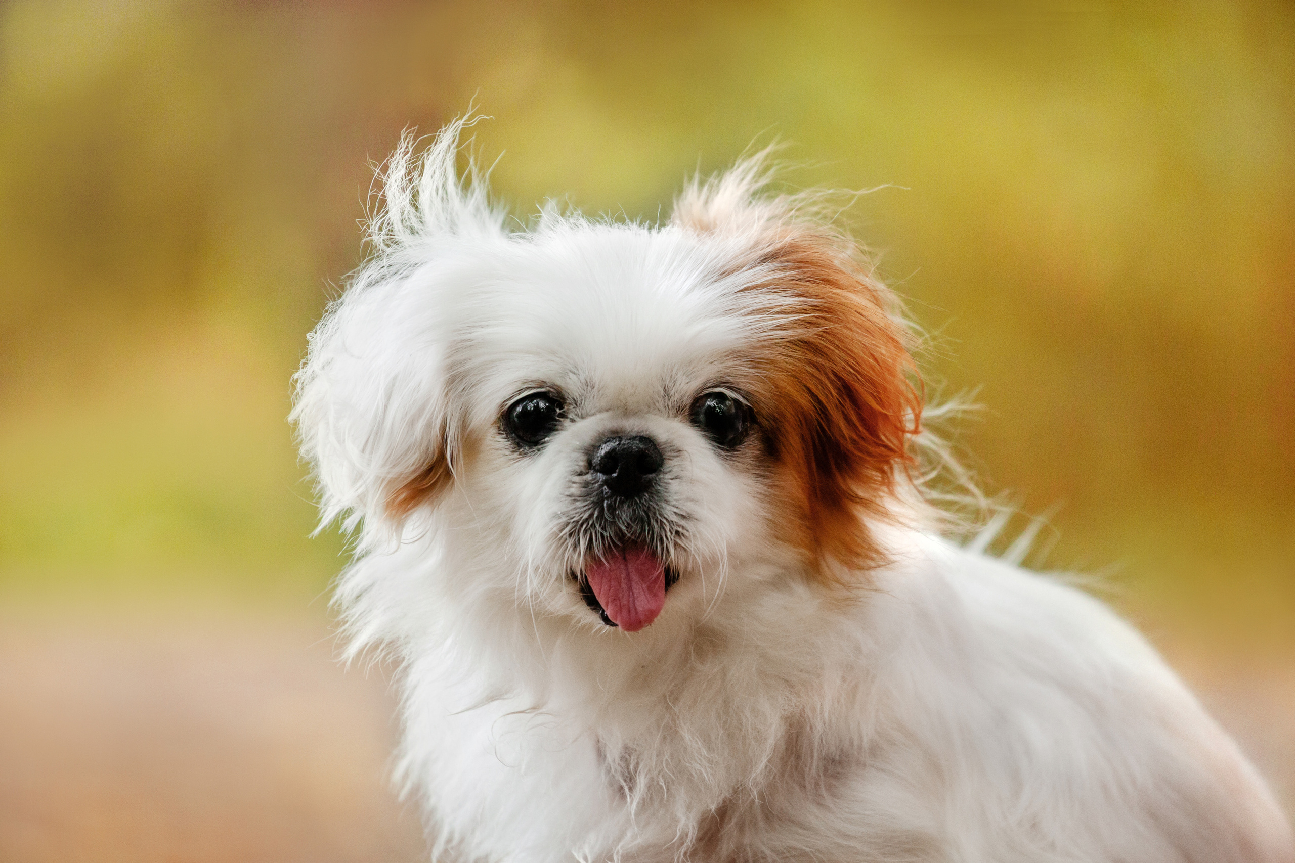 Лукас и Бусинка 2022. Фотограф-анималист Татьяна Степанова