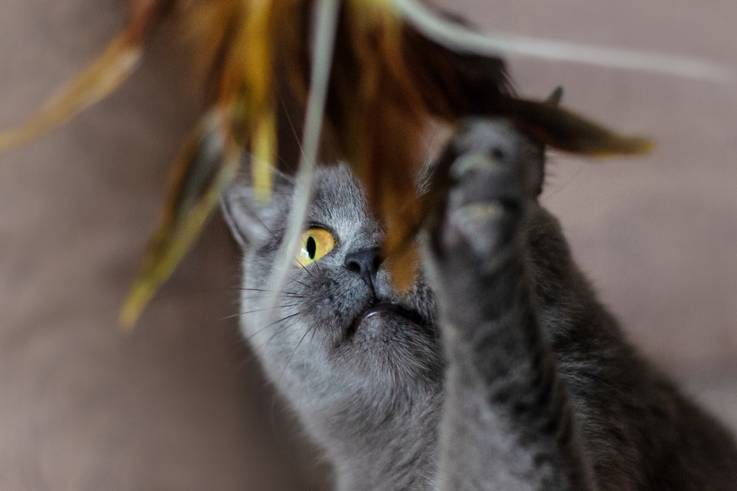 Кристи 2022. Фотограф-анималист Татьяна Степанова