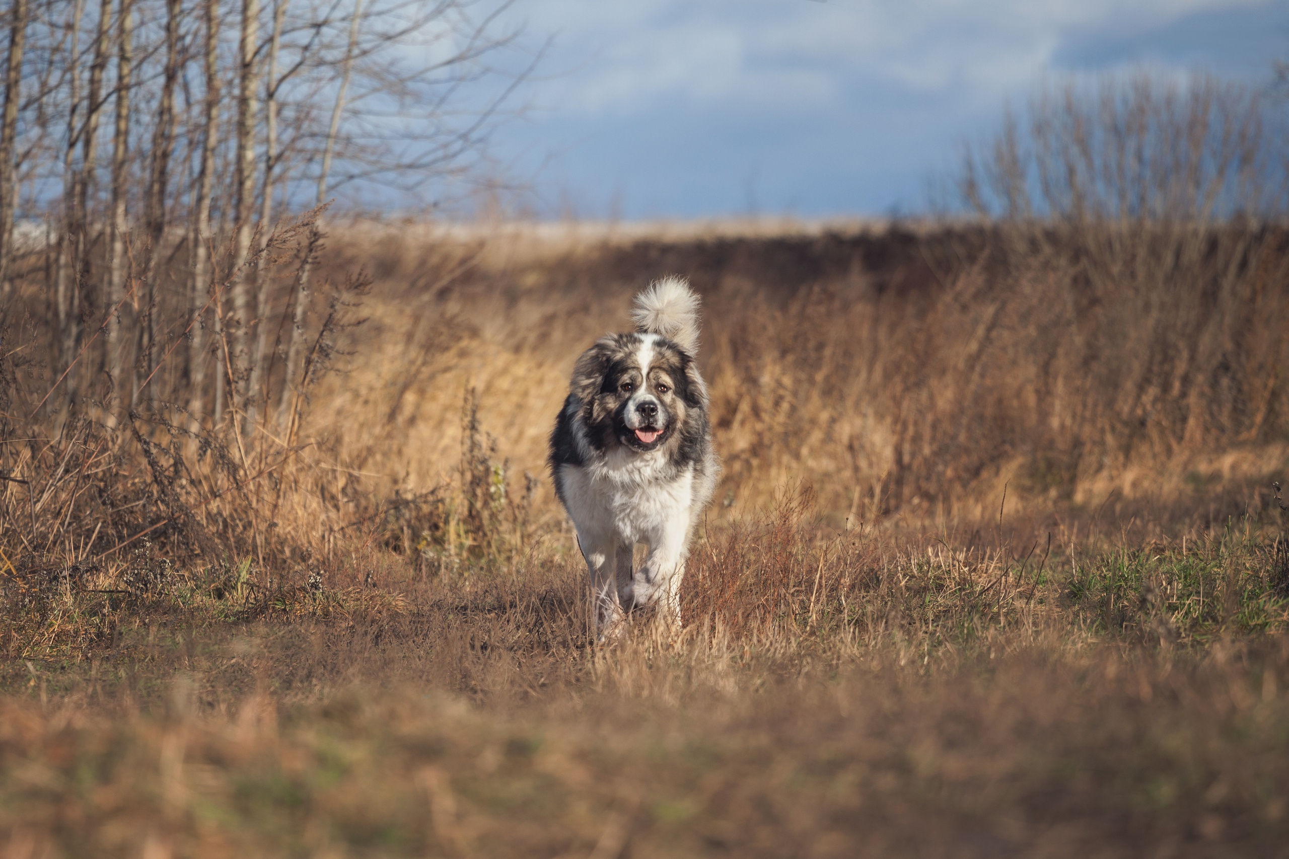 Фонд помощи кавказским овчаркам (Дудусик дог) 2022. Фотограф-анималист Татьяна Степанова