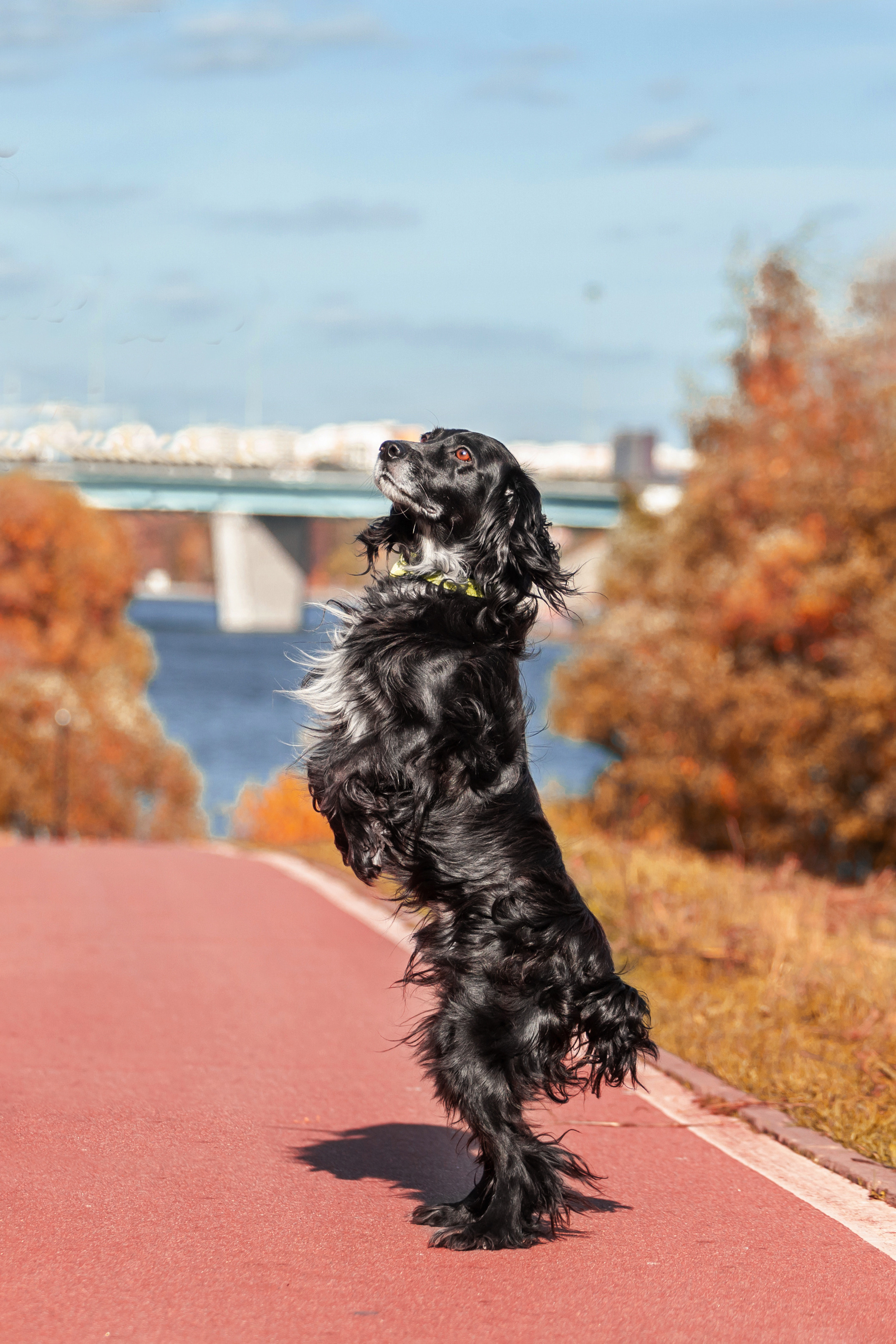 Барон и Лара 2022. Фотограф-анималист Татьяна Степанова