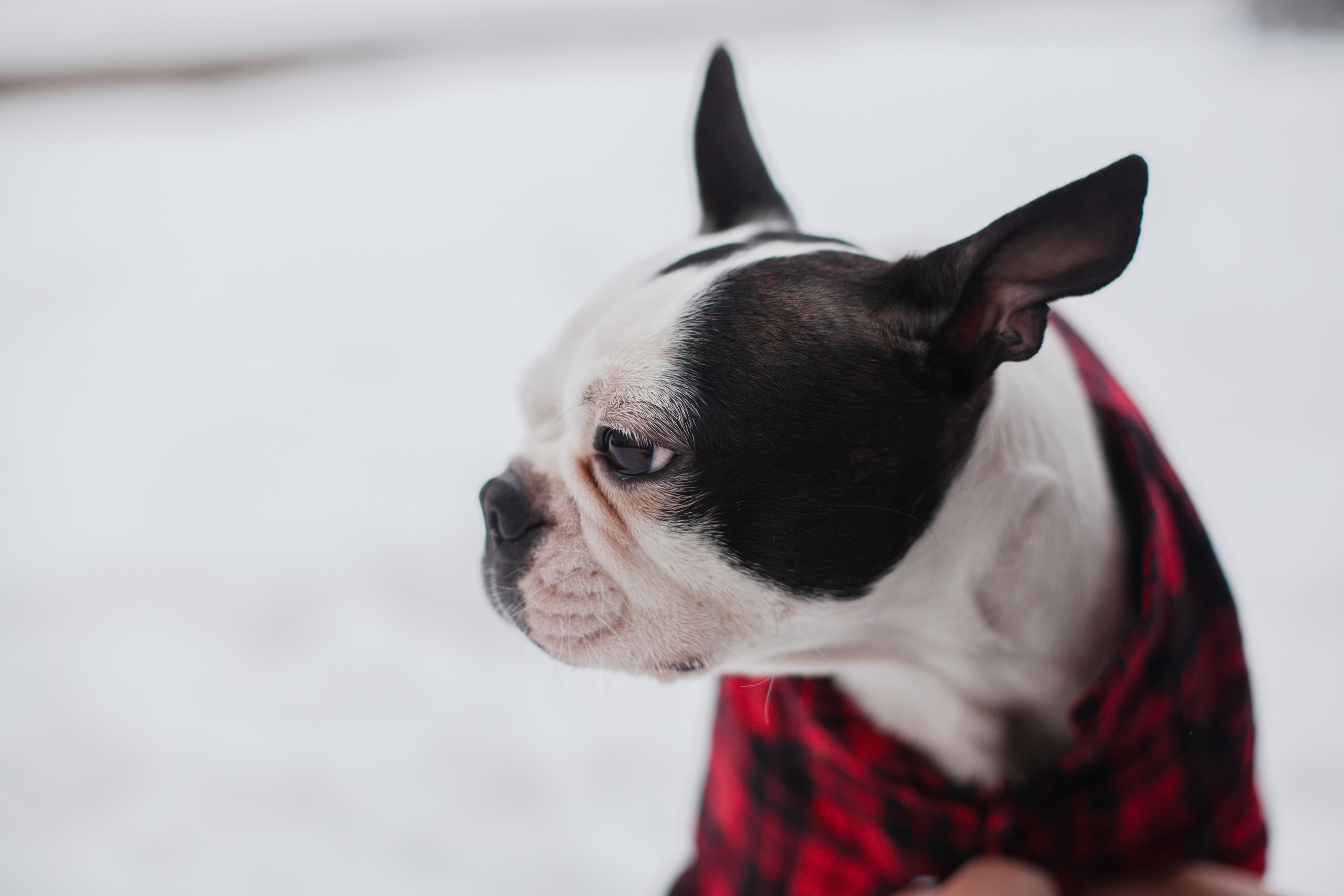 Василиса и Мира Кузнецкий мост. Фотограф-анималист Татьяна Степанова