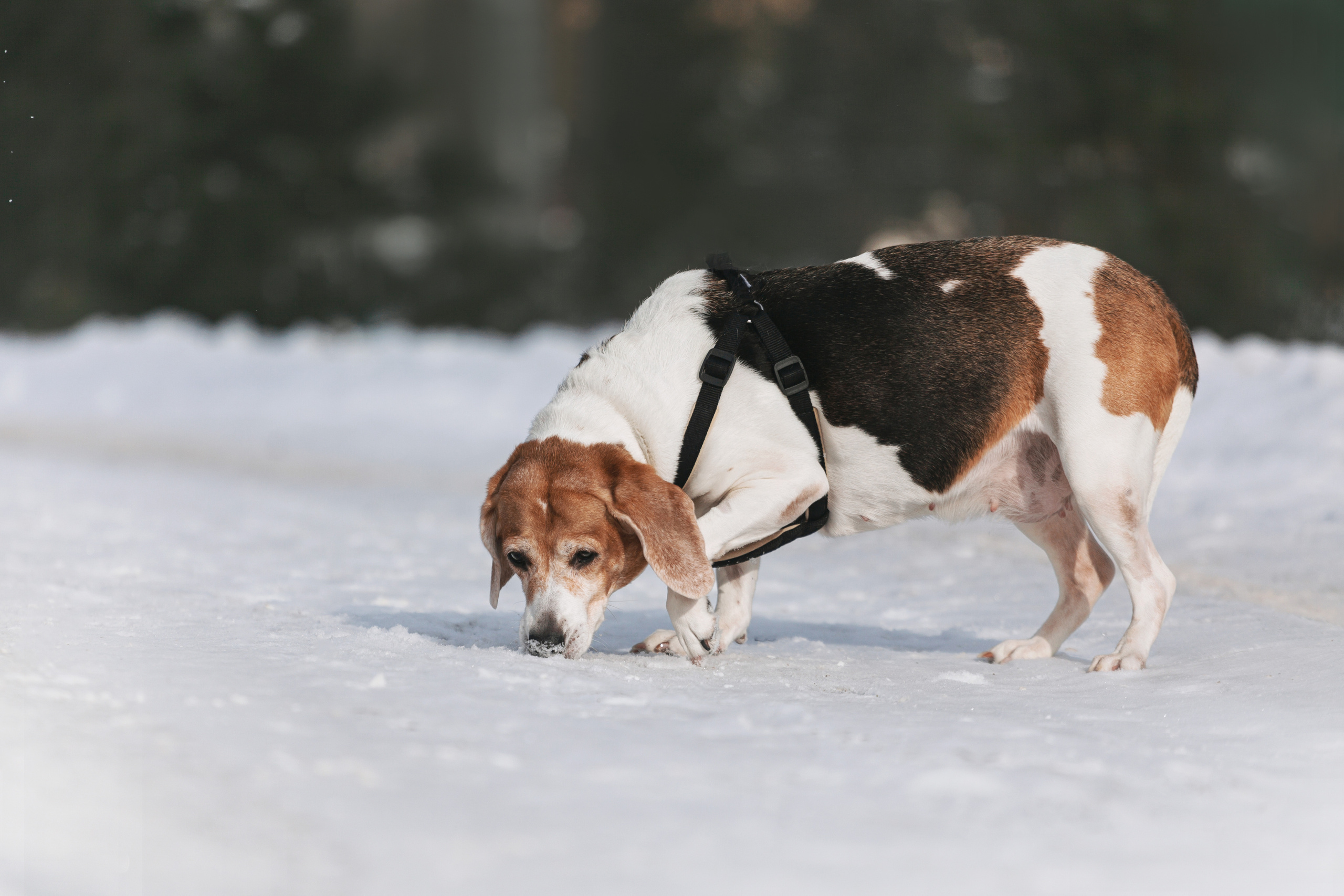 Группа помощи Дом для бигля 2023. Фотограф-анималист Татьяна Степанова