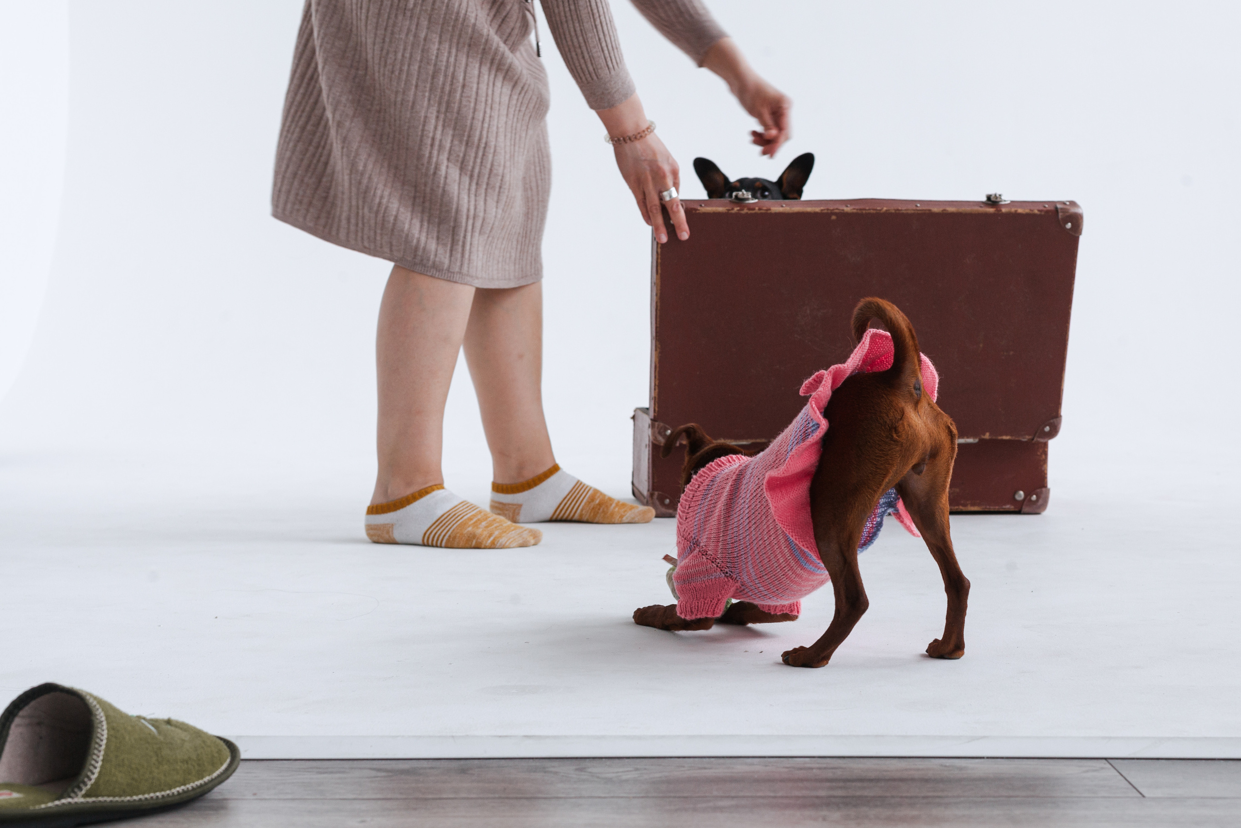 Александра и пинчеры Майя и Джой. Фотограф-анималист Татьяна Степанова