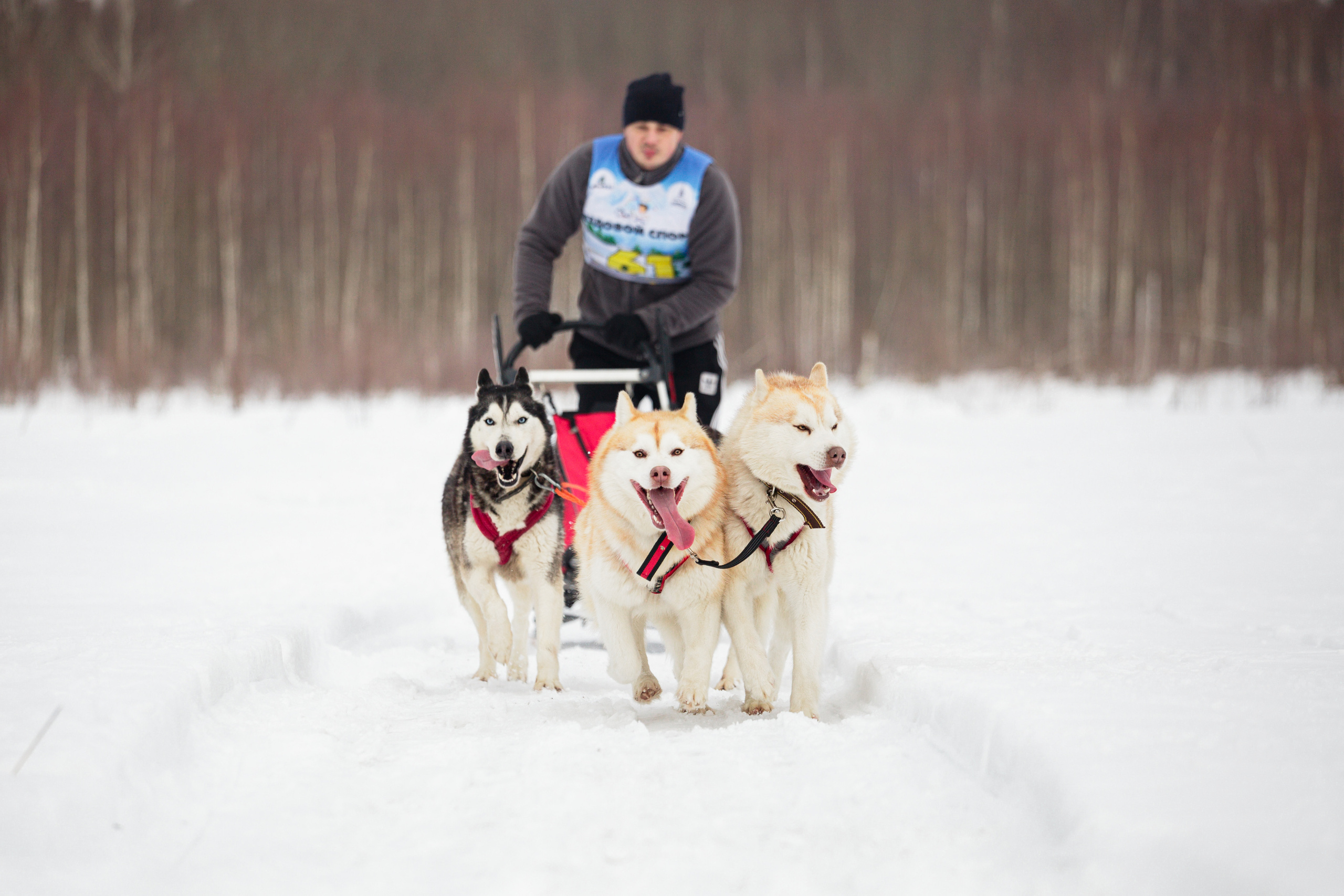 Холодные игры 28 февраля 2022. Фотограф-анималист Татьяна Степанова