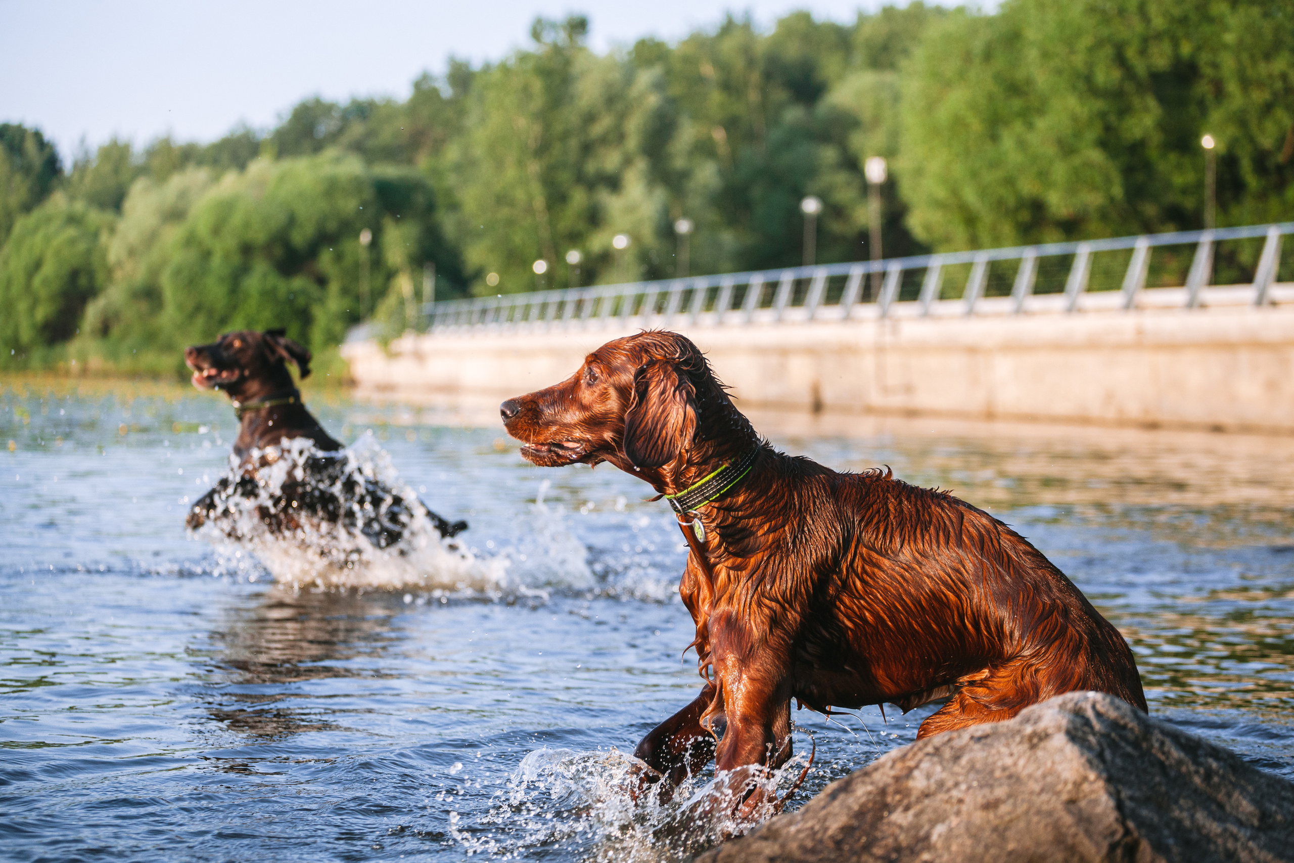 Рассветная съемка в ПКИО Северное Тушино. Фотограф-анималист Татьяна Степанова