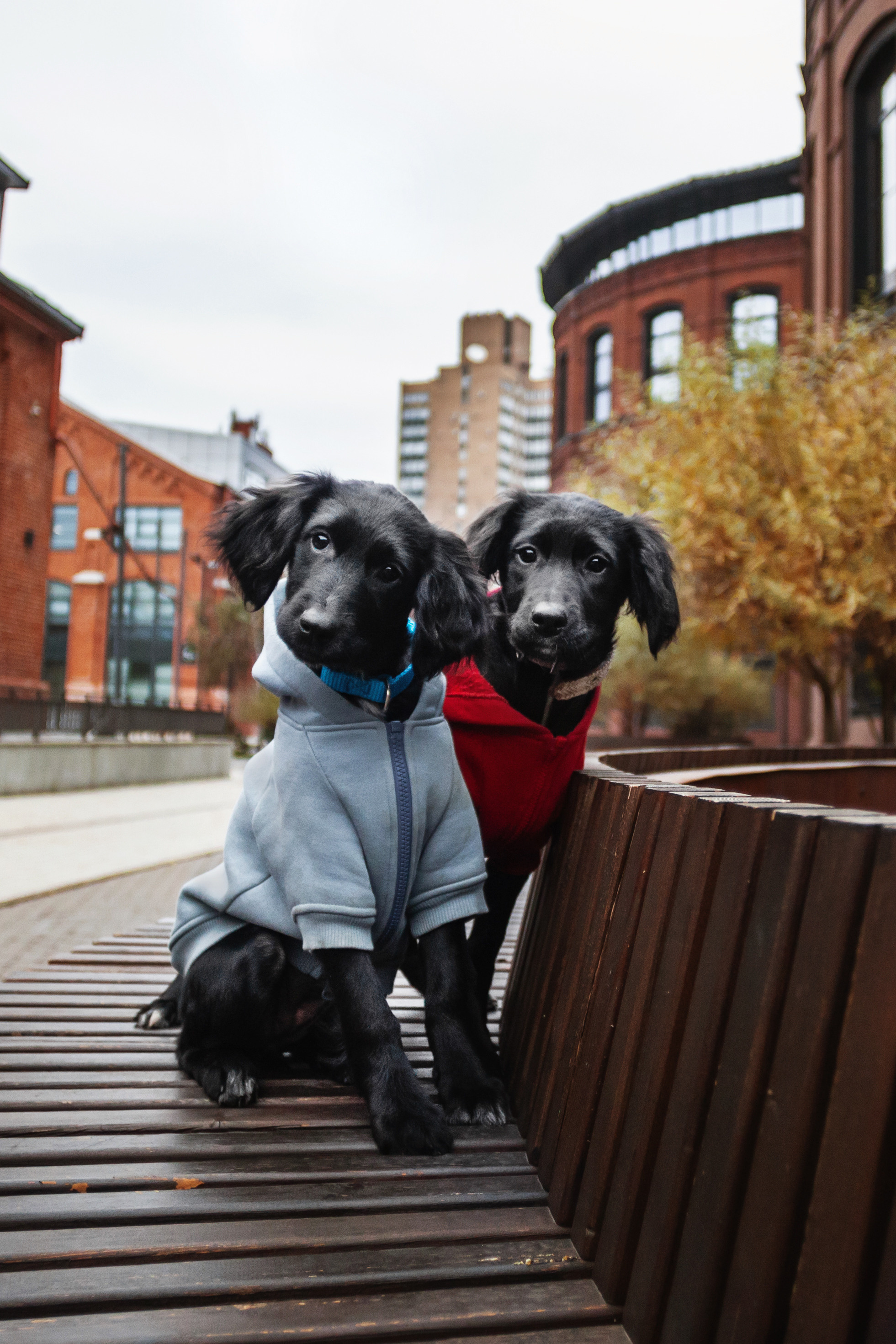 Пара щенков 2022. Фотограф-анималист Татьяна Степанова