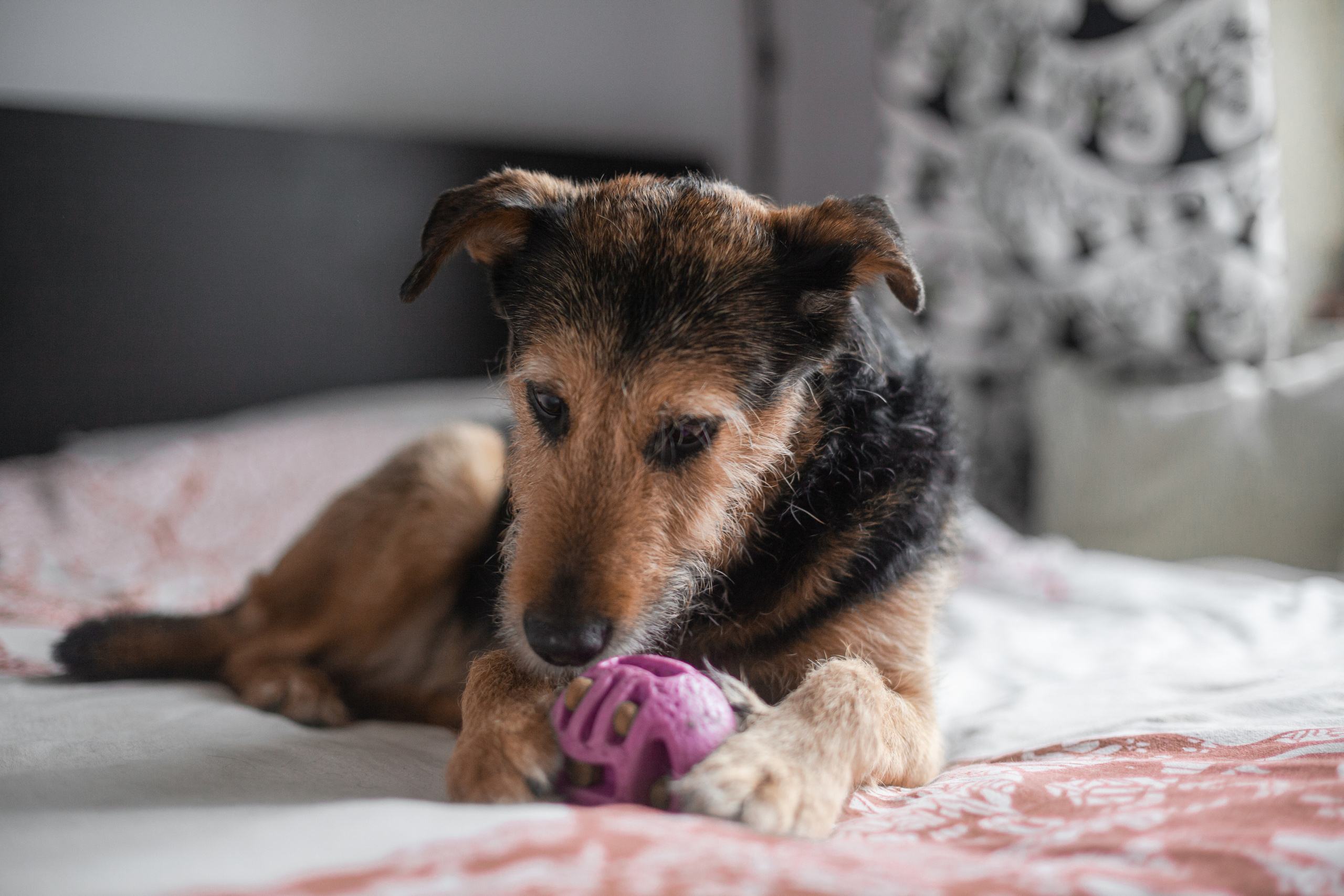 Лиза и Бренда. Фотограф-анималист Татьяна Степанова
