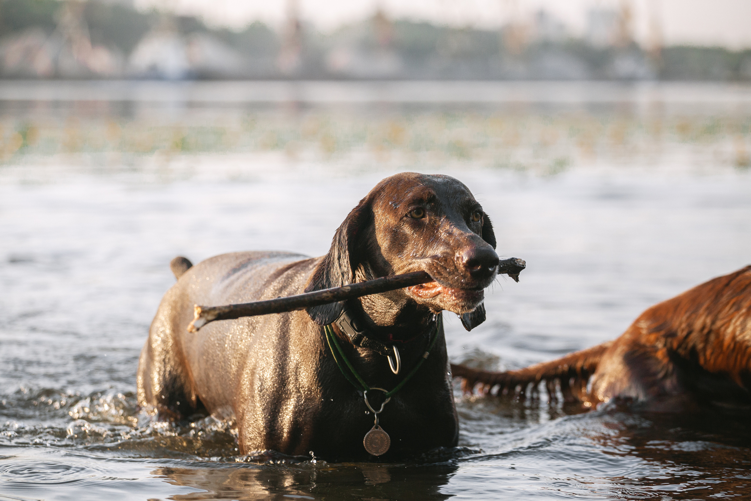 Рассветная съемка в ПКИО Северное Тушино. Фотограф-анималист Татьяна Степанова