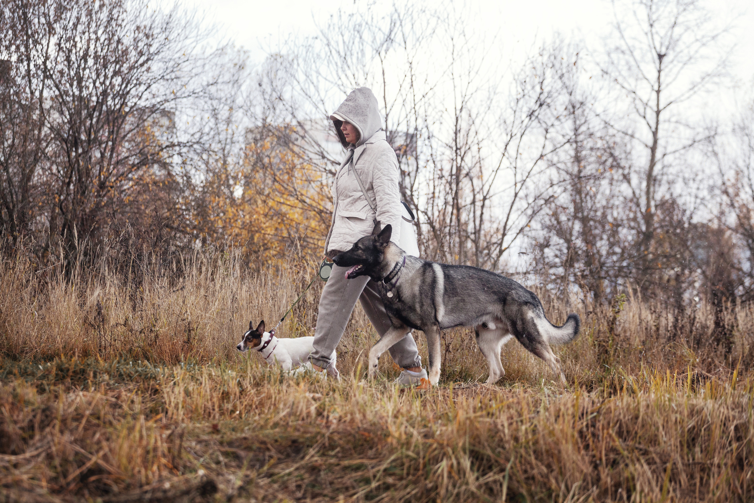 Женя, Скай и Арти в ПКИО Северное Тушино. Фотограф-анималист Татьяна Степанова