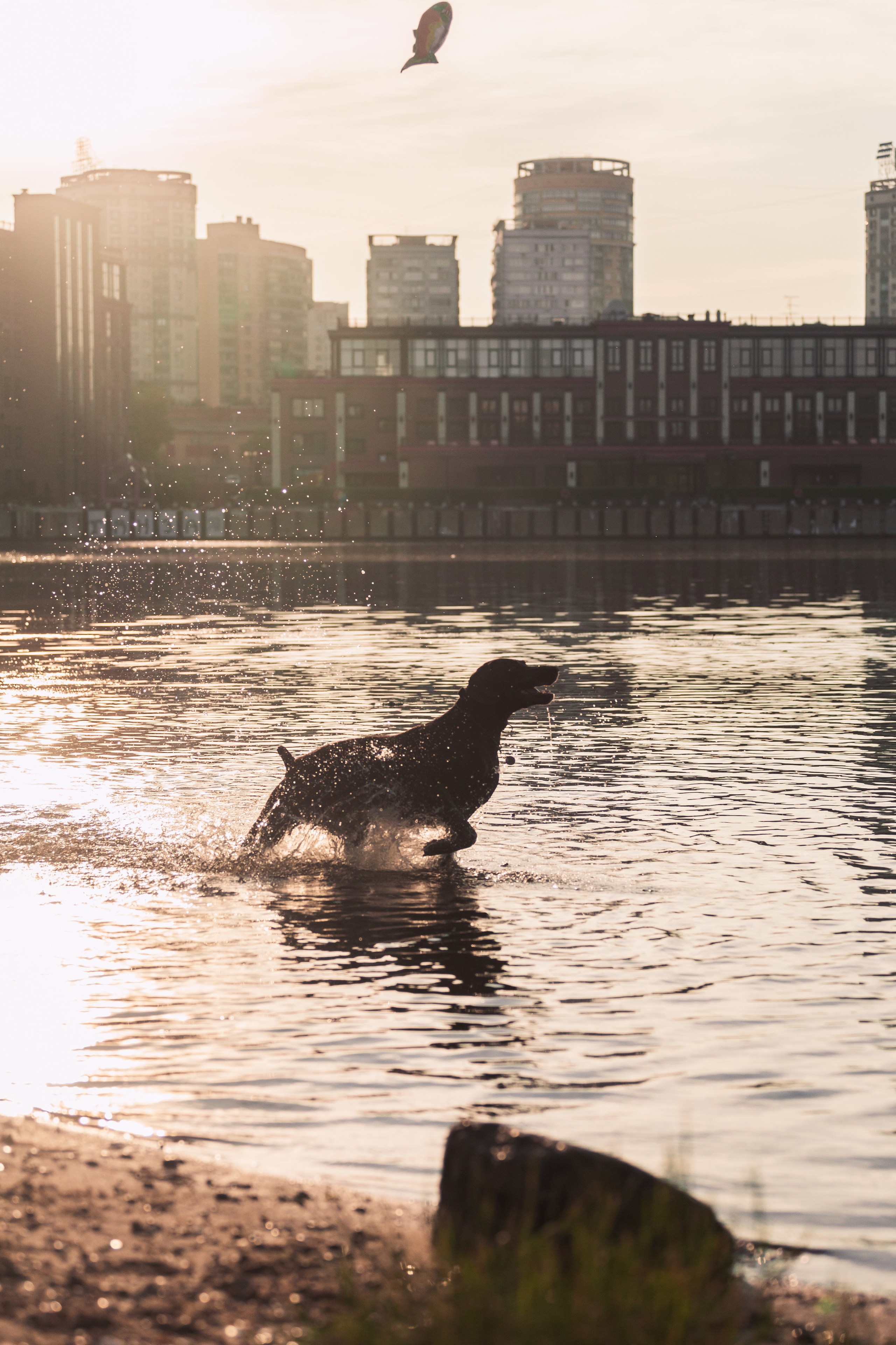 Рассветная съемка в ПКИО Северное Тушино. Фотограф-анималист Татьяна Степанова