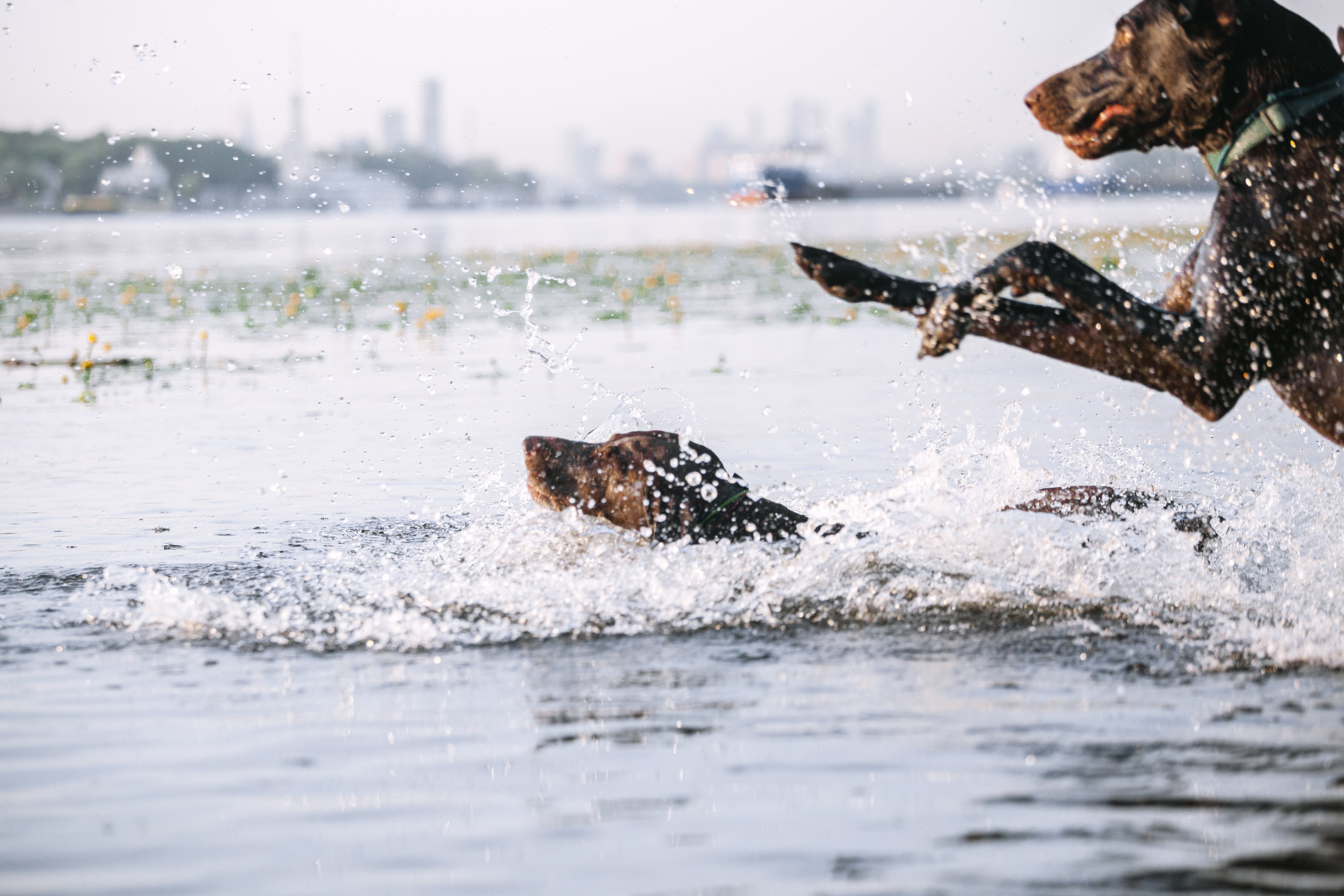 Рассветная съемка в ПКИО Северное Тушино. Фотограф-анималист Татьяна Степанова