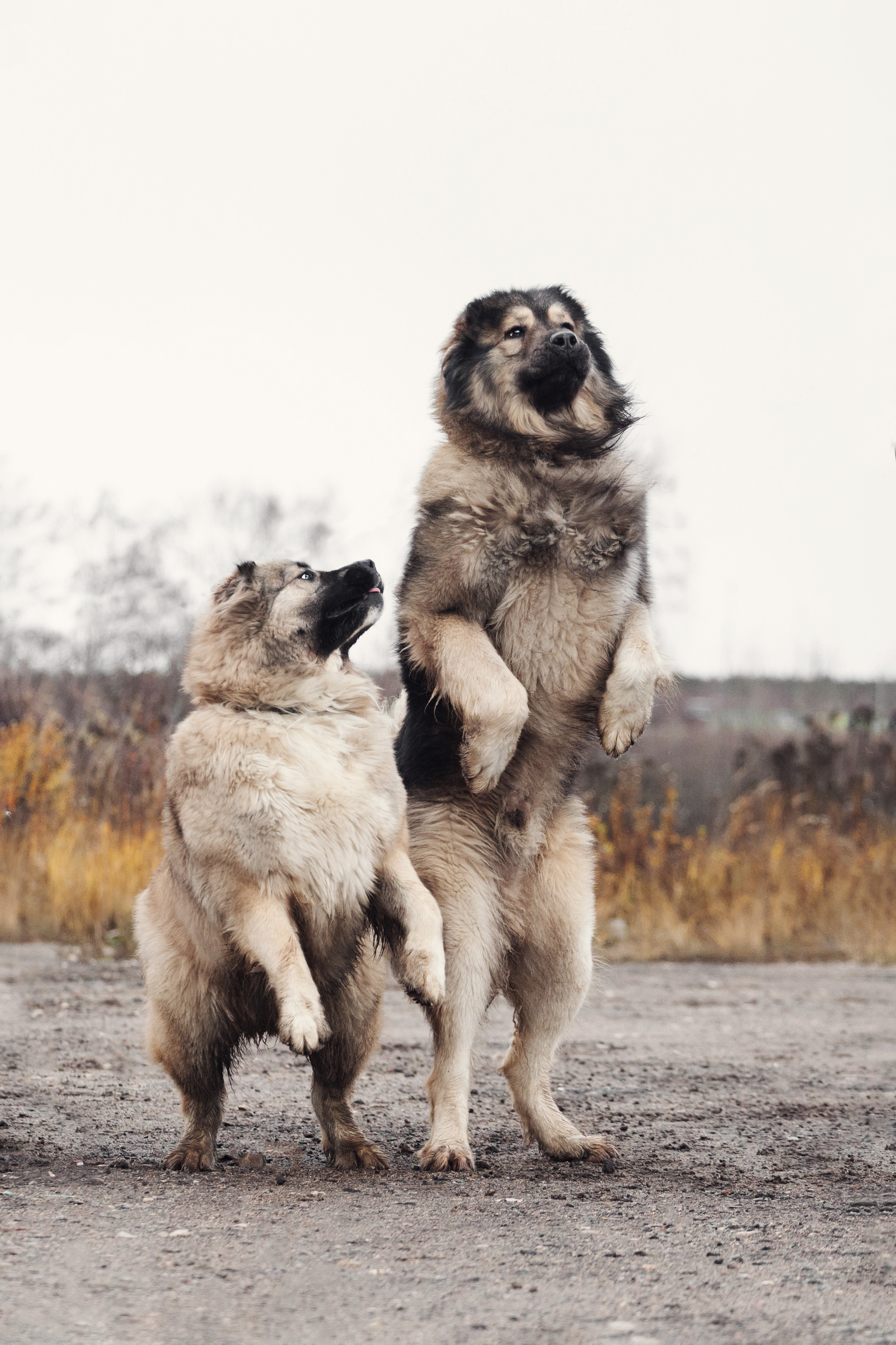 Фонд помощи кавказским овчаркам (Дудусик дог) 2022. Фотограф-анималист Татьяна Степанова