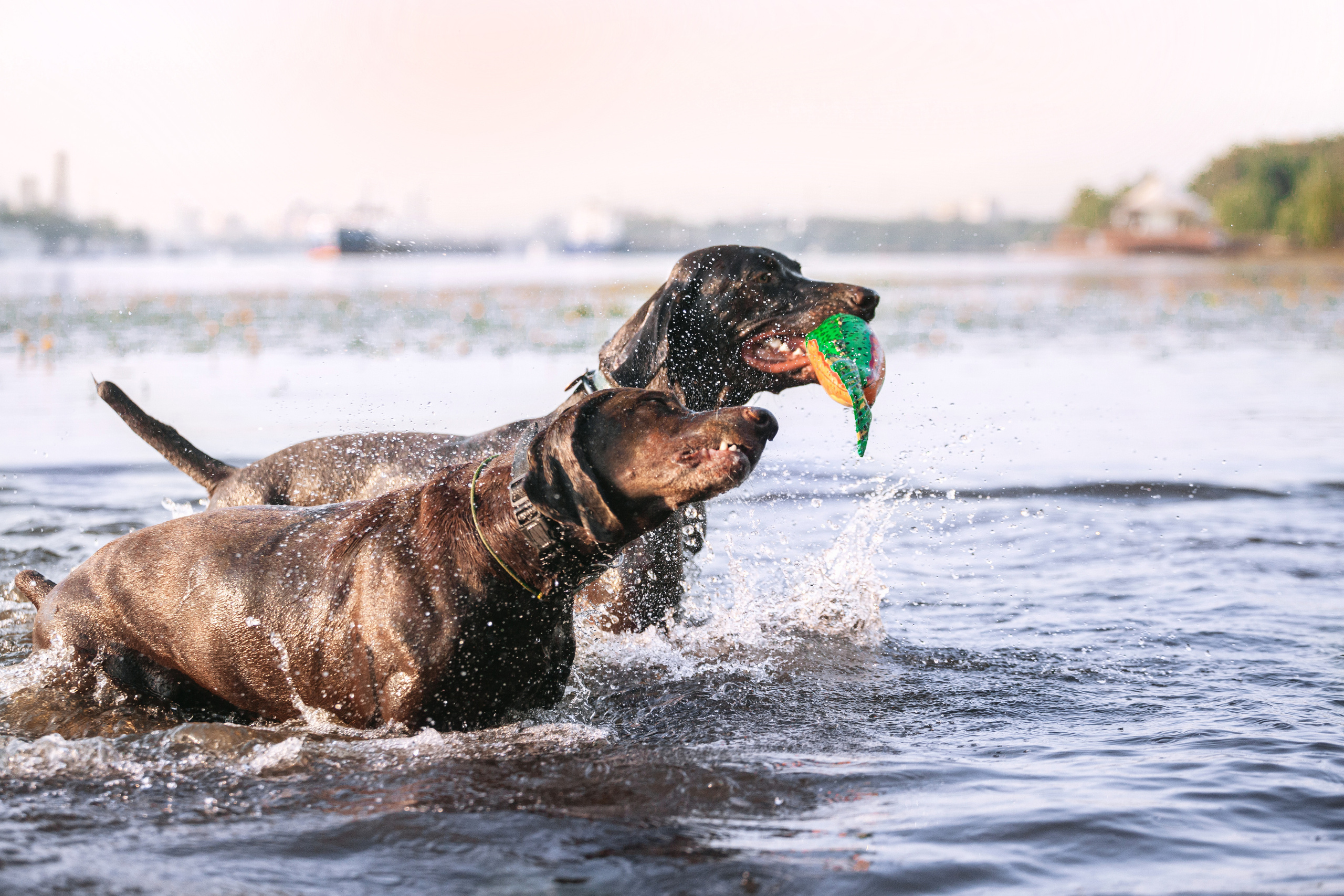 Рассветная съемка в ПКИО Северное Тушино. Фотограф-анималист Татьяна Степанова