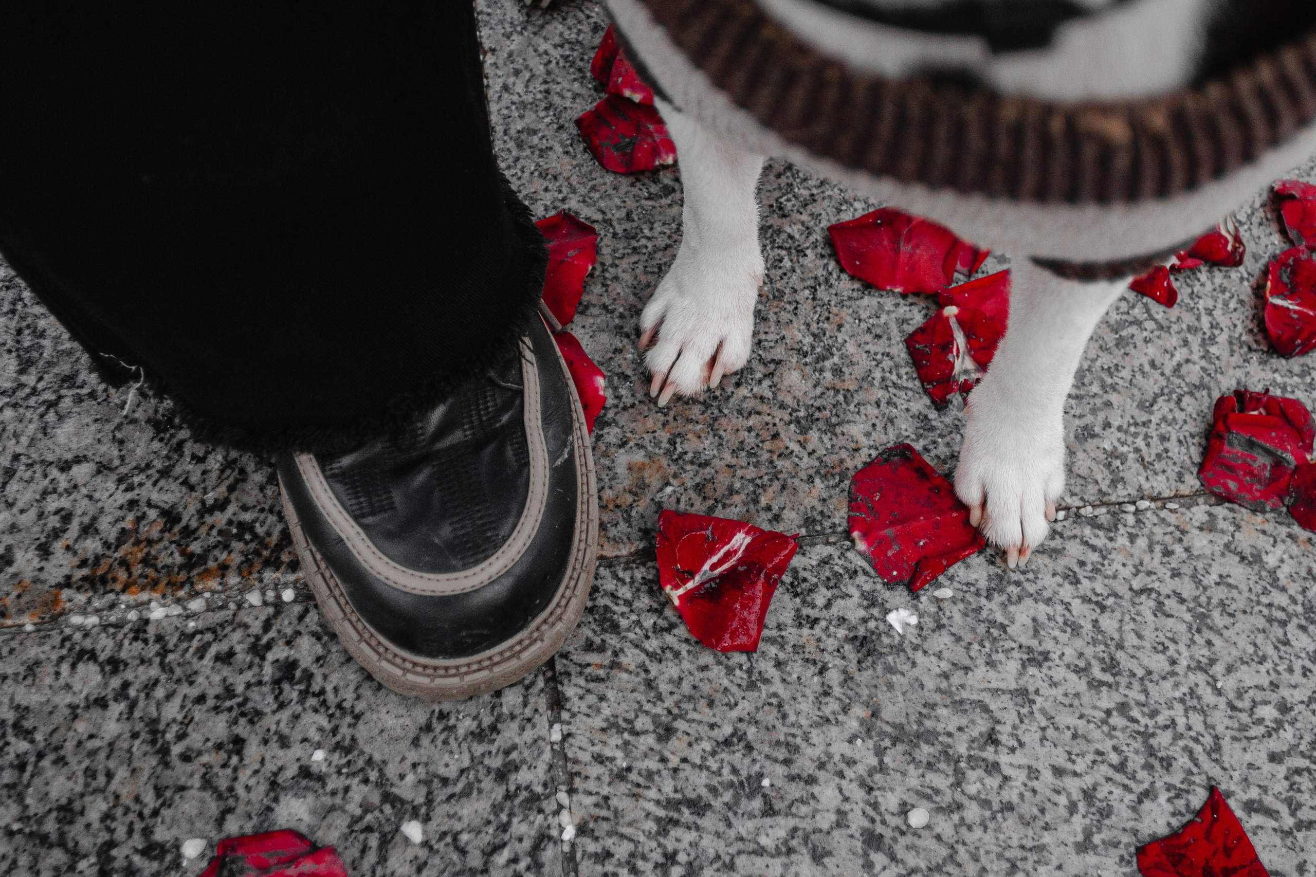 Василиса и Мира Кузнецкий мост. Фотограф-анималист Татьяна Степанова