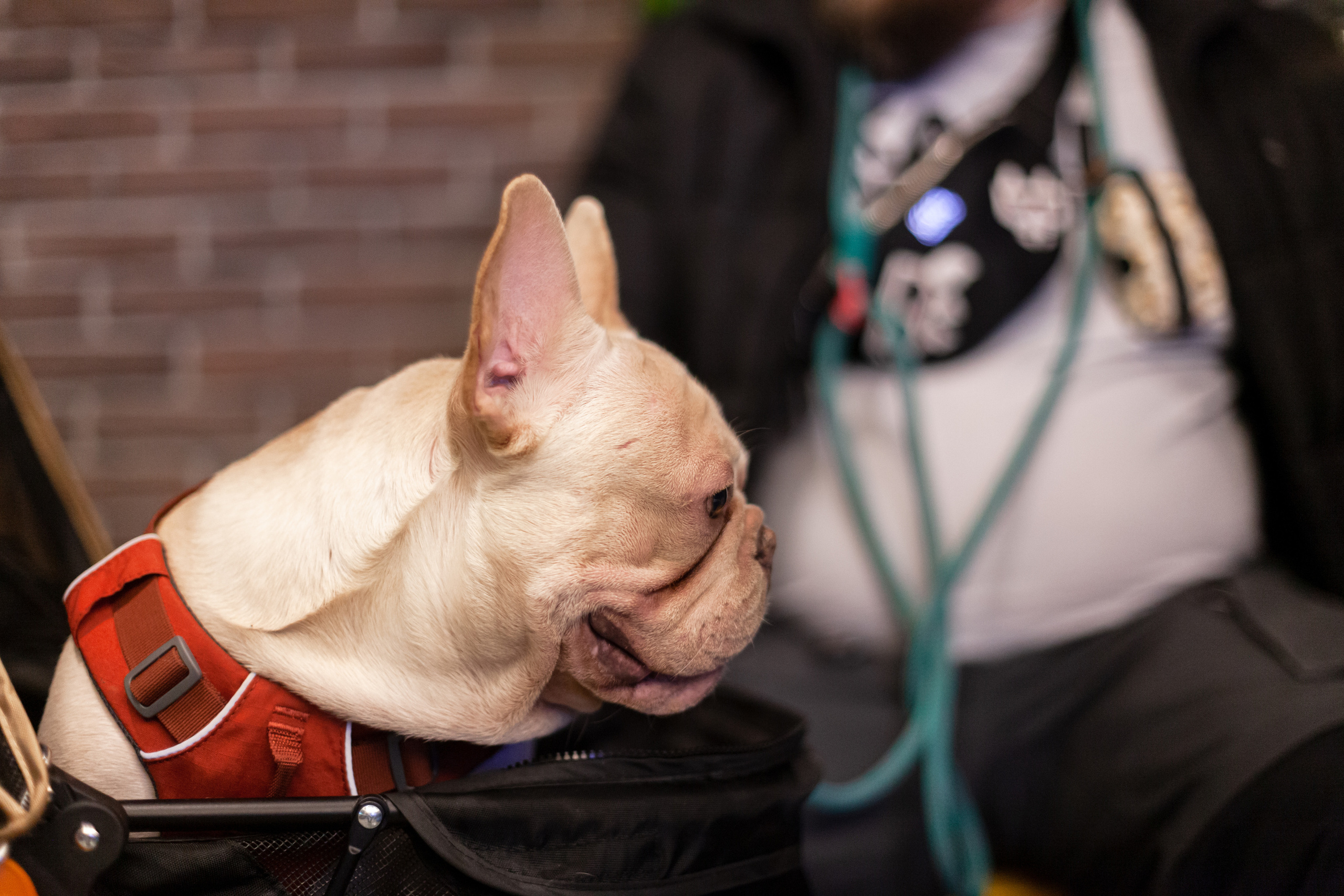 Бульелка 2022. Фотограф-анималист Татьяна Степанова