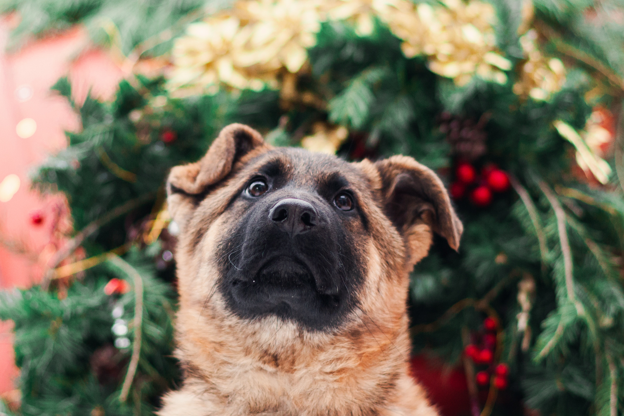 Новогодняя серия с ретромашиной. Фотограф-анималист Татьяна Степанова