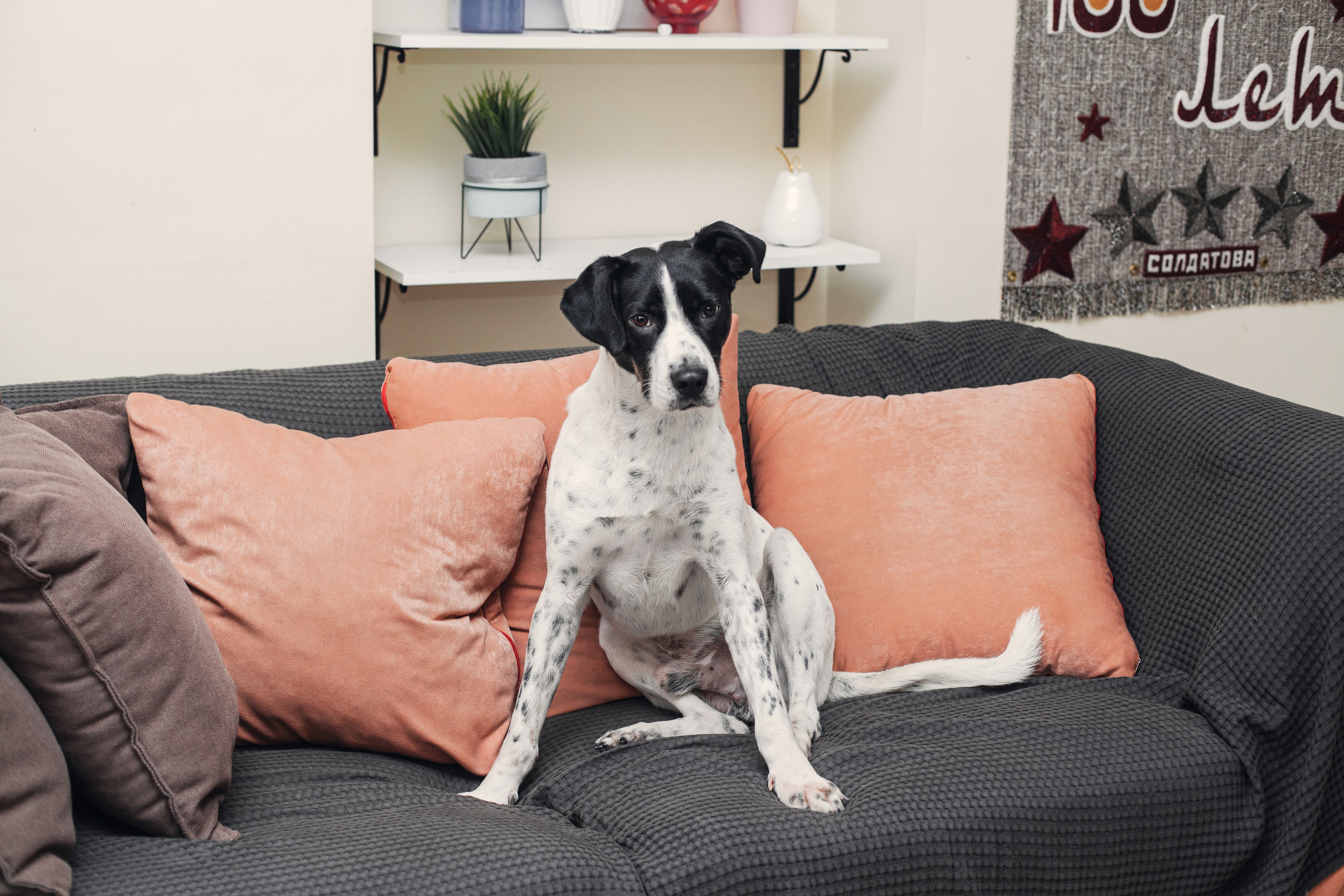 Домашняя съемка 2 собак и кошки 2023. Фотограф-анималист Татьяна Степанова