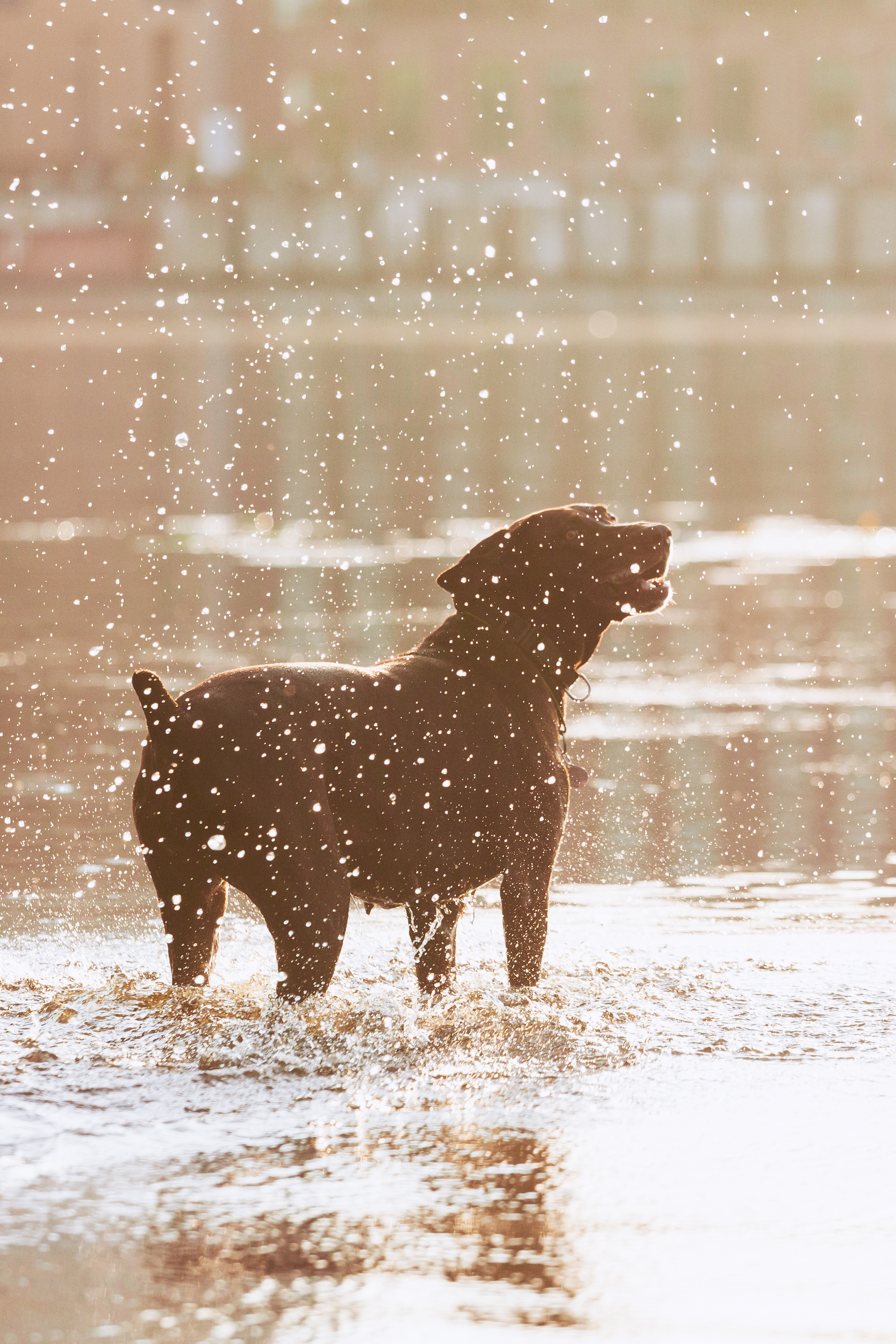Рассветная съемка в ПКИО Северное Тушино. Фотограф-анималист Татьяна Степанова