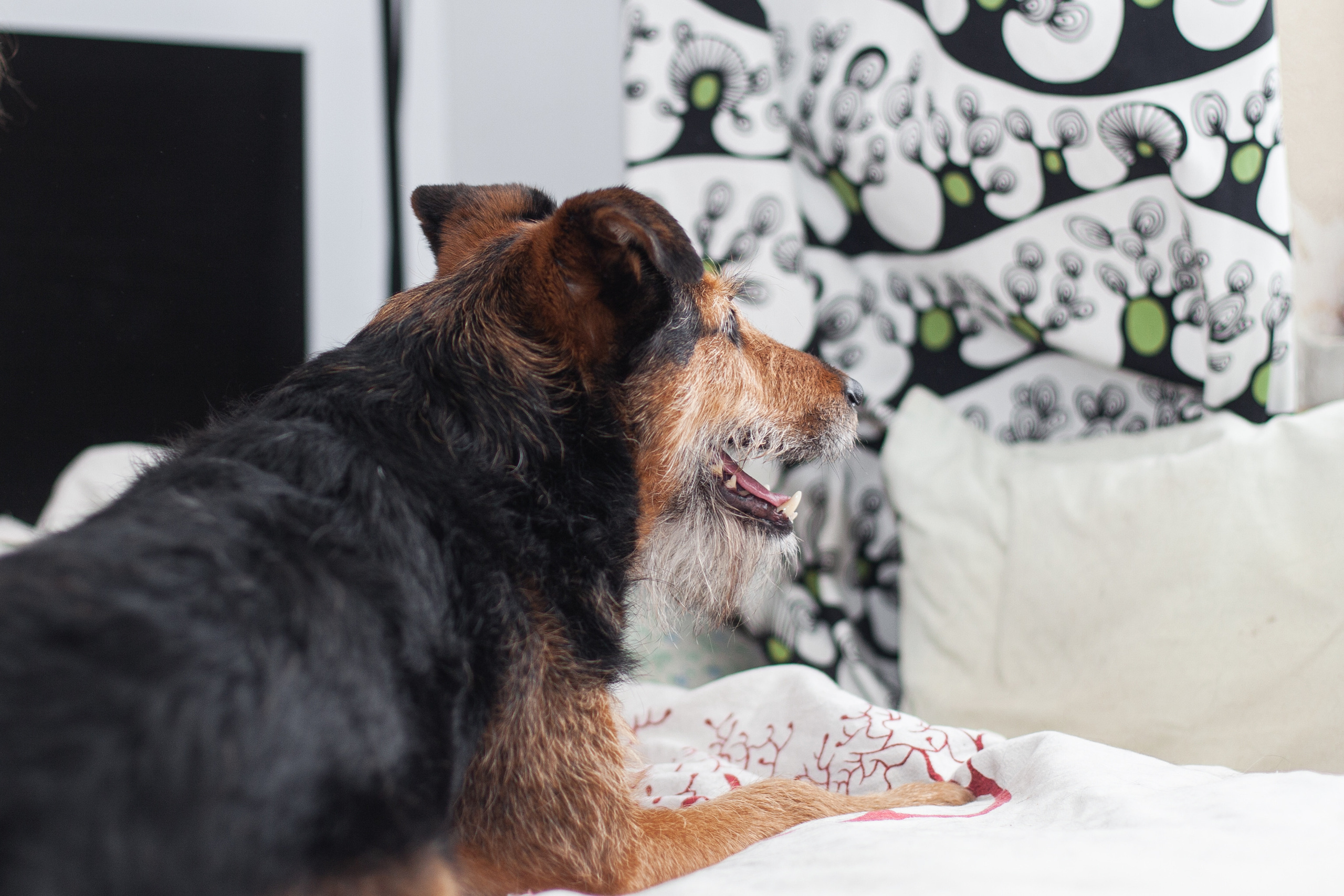 Лиза и Бренда. Фотограф-анималист Татьяна Степанова