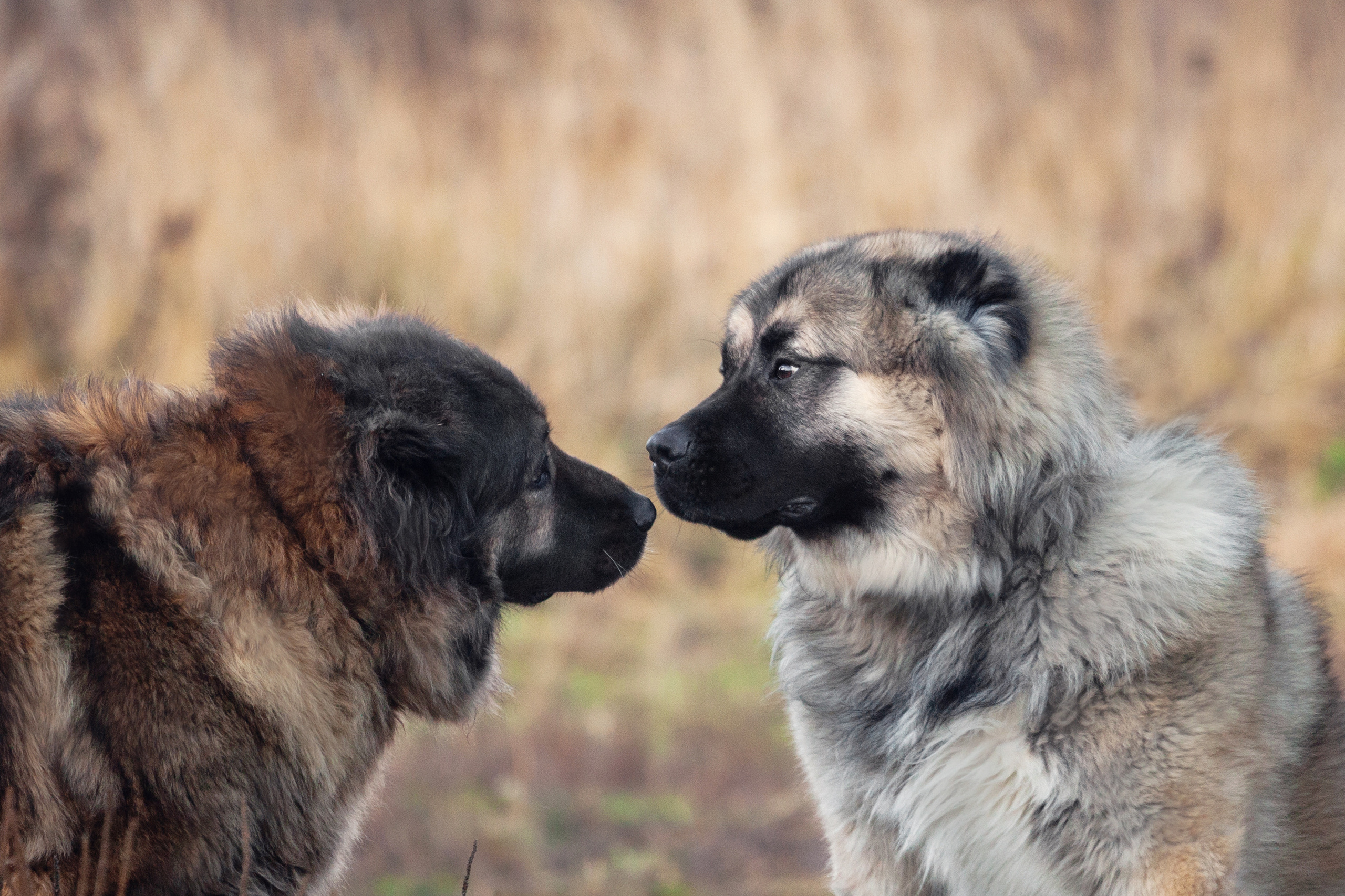 Фонд помощи кавказским овчаркам (Дудусик дог) 2022. Фотограф-анималист Татьяна Степанова