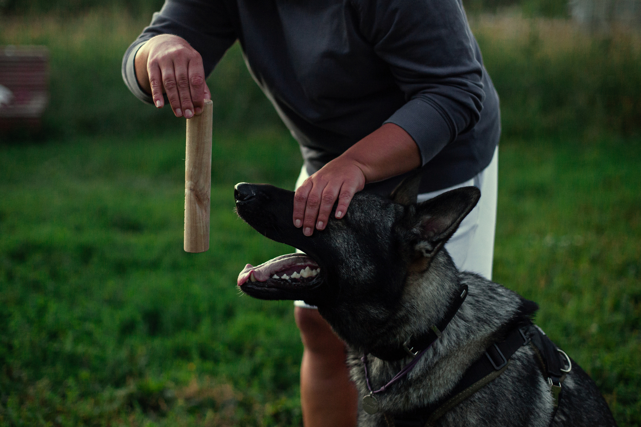 Занятие ЗКС+Выборка 2022. Фотограф-анималист Татьяна Степанова