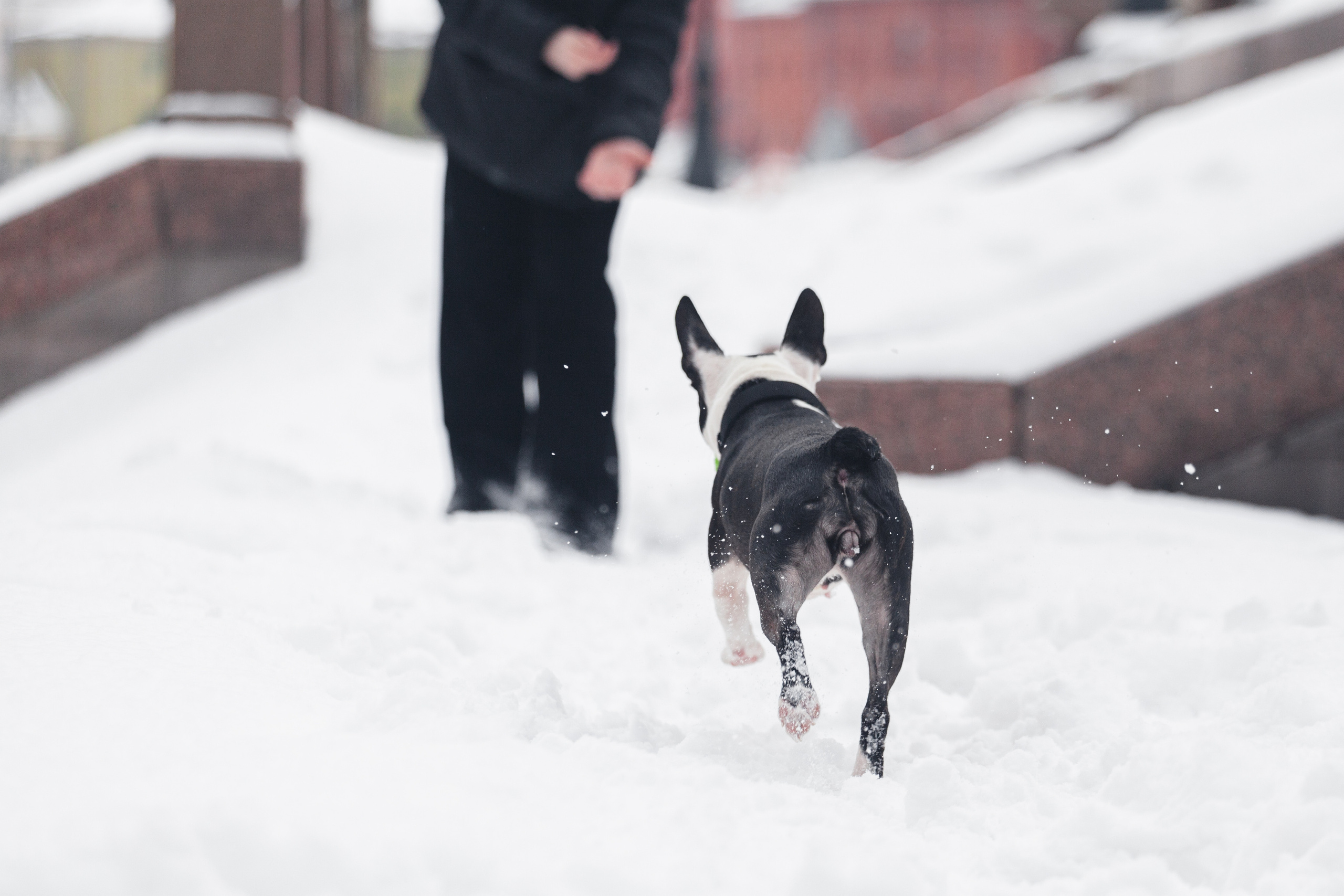 Василиса и Мира Кузнецкий мост. Фотограф-анималист Татьяна Степанова