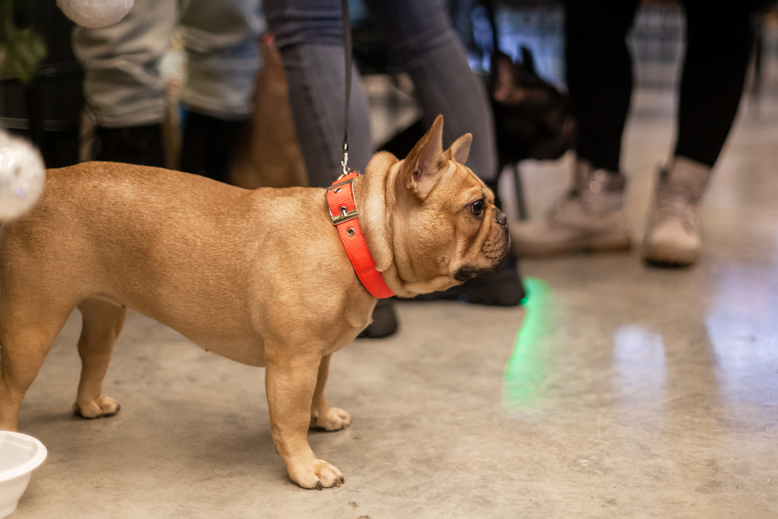 Бульелка 2022. Фотограф-анималист Татьяна Степанова