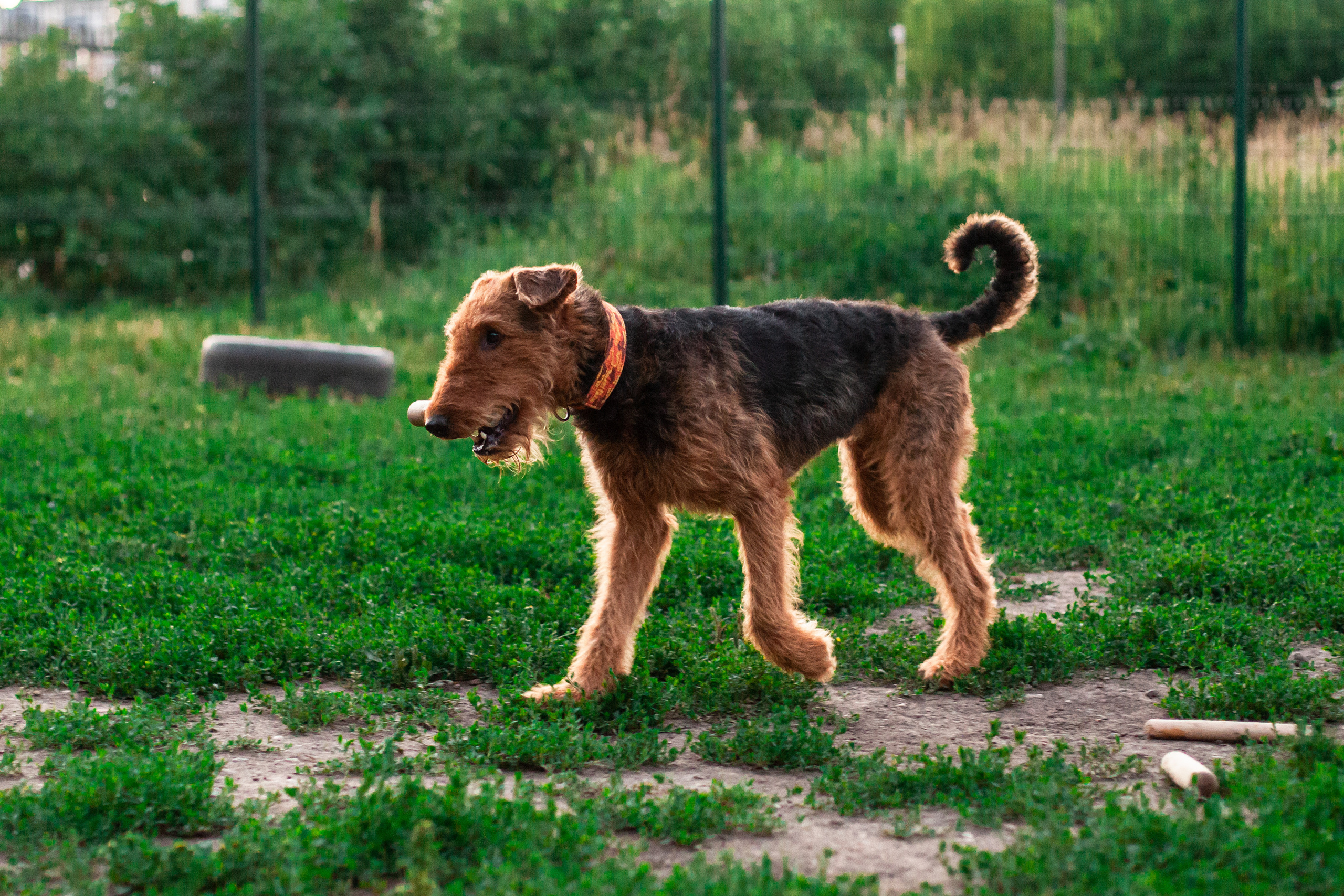 Занятие ЗКС+Выборка 2022. Фотограф-анималист Татьяна Степанова