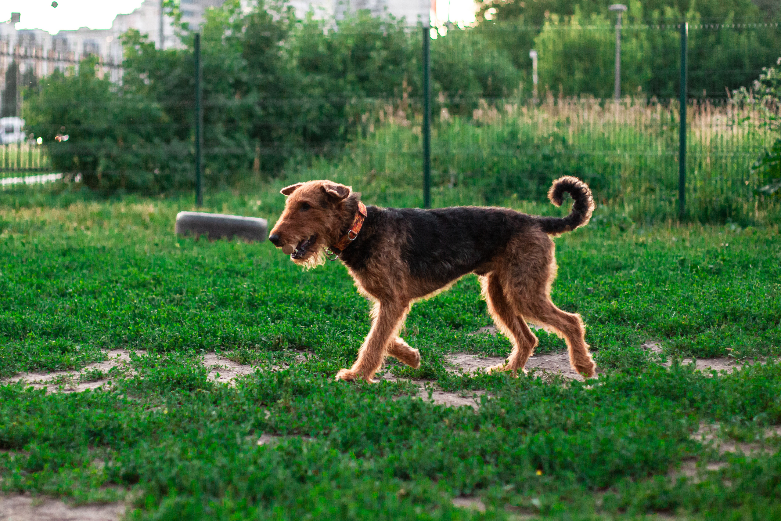 Занятие ЗКС+Выборка 2022. Фотограф-анималист Татьяна Степанова