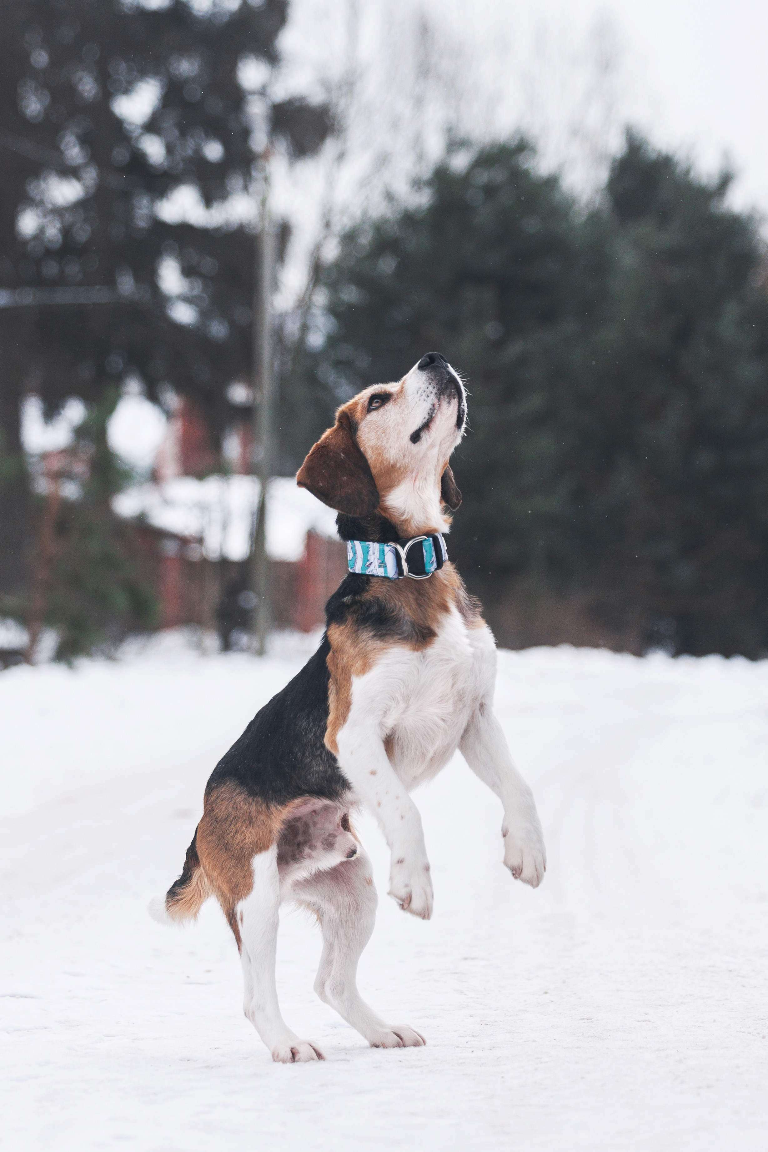 Группа помощи Дом для бигля 2023. Фотограф-анималист Татьяна Степанова