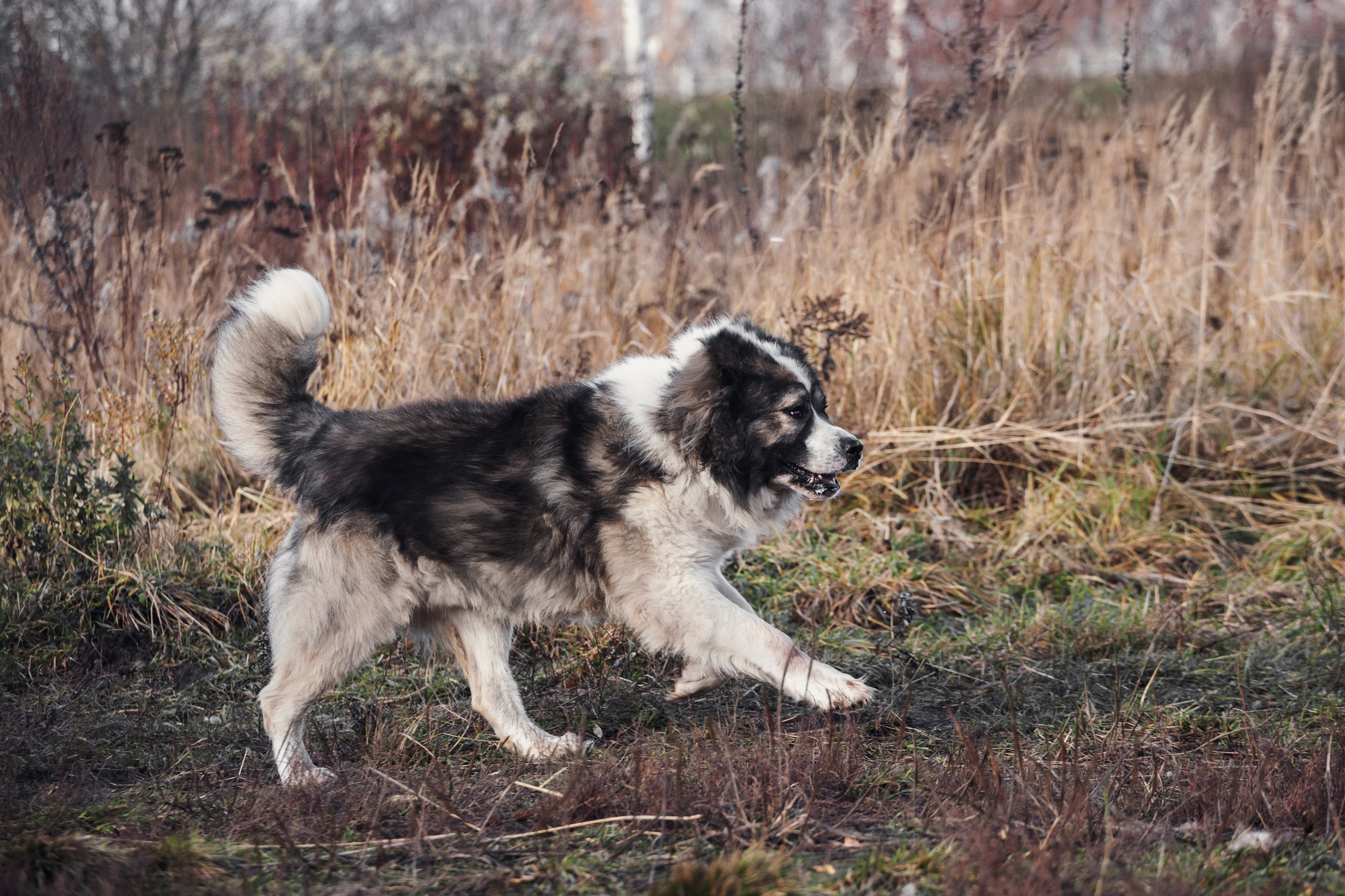 Фонд помощи кавказским овчаркам (Дудусик дог) 2022. Фотограф-анималист Татьяна Степанова