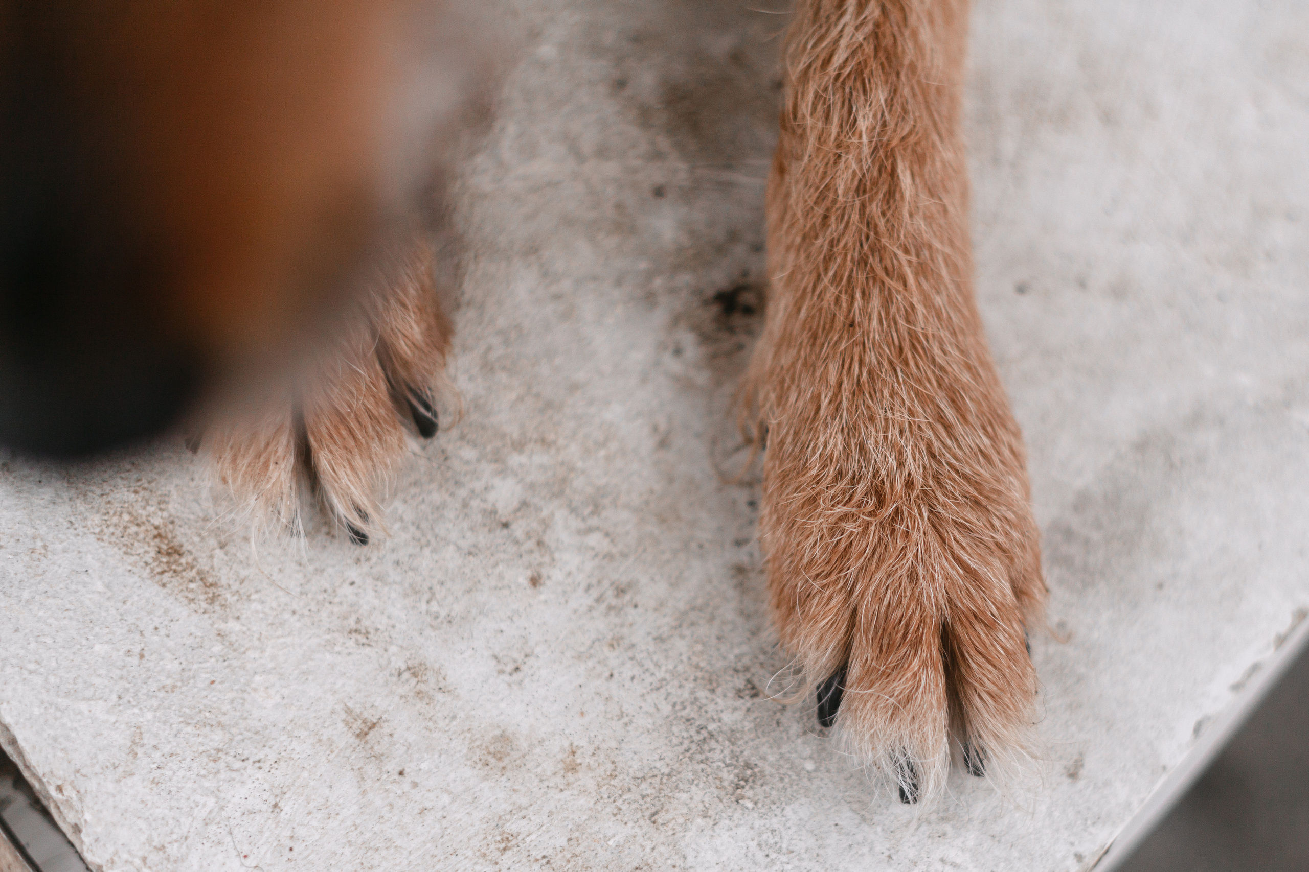 Лиза и Бренда. Фотограф-анималист Татьяна Степанова