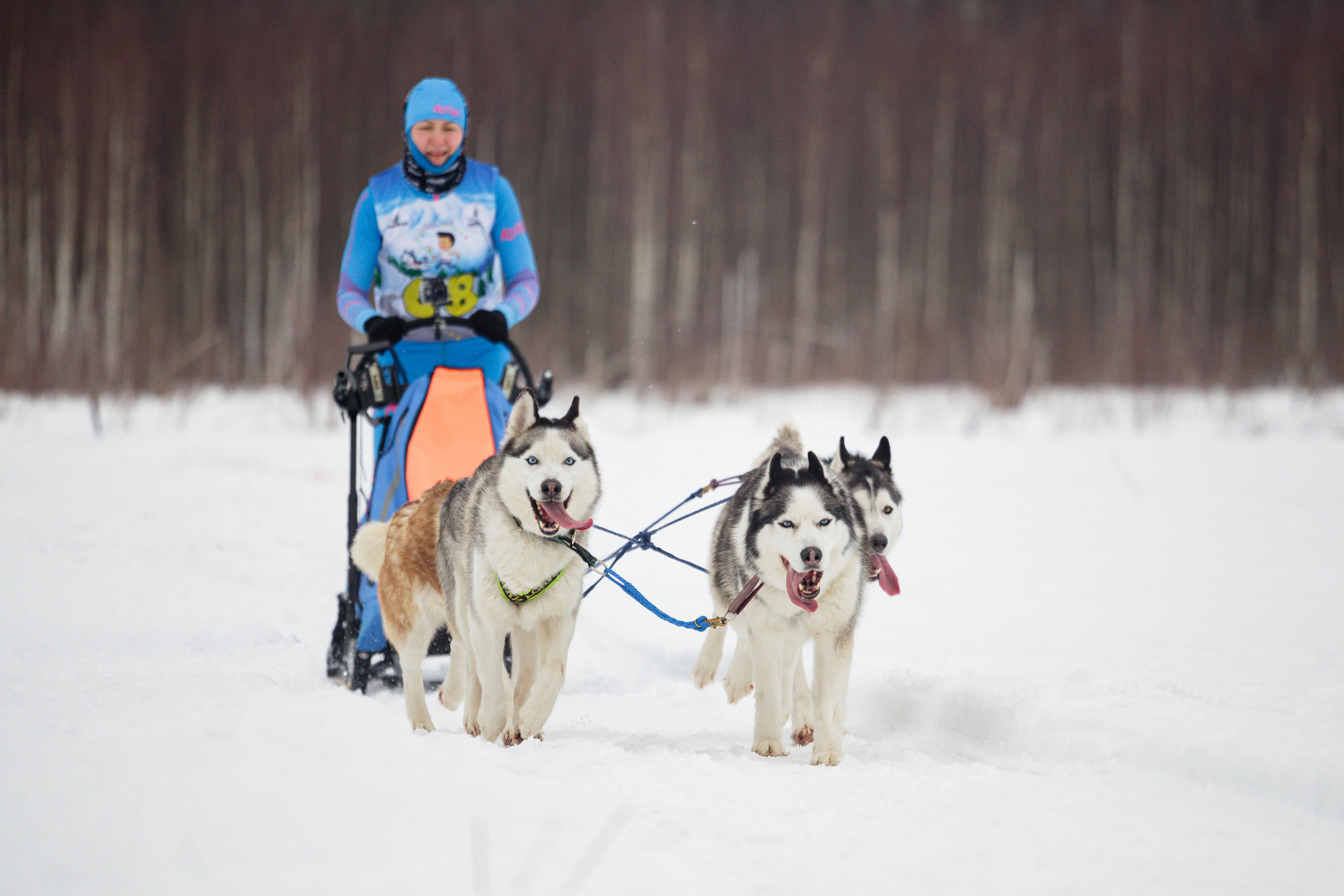 Холодные игры 28 февраля 2022. Фотограф-анималист Татьяна Степанова