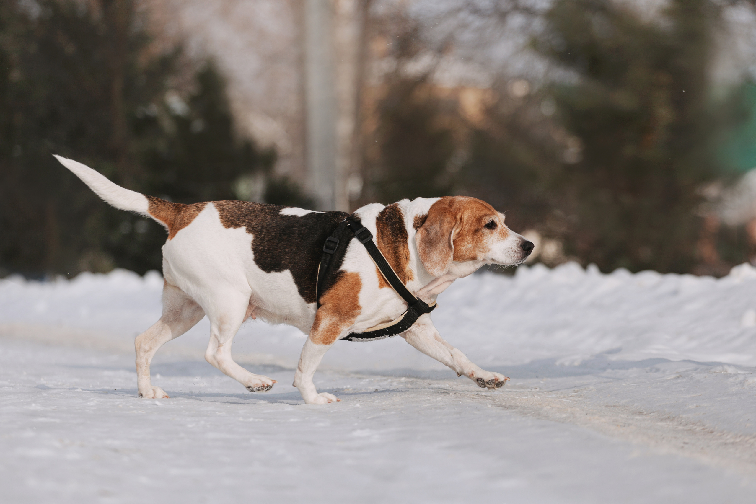 Группа помощи Дом для бигля 2023. Фотограф-анималист Татьяна Степанова