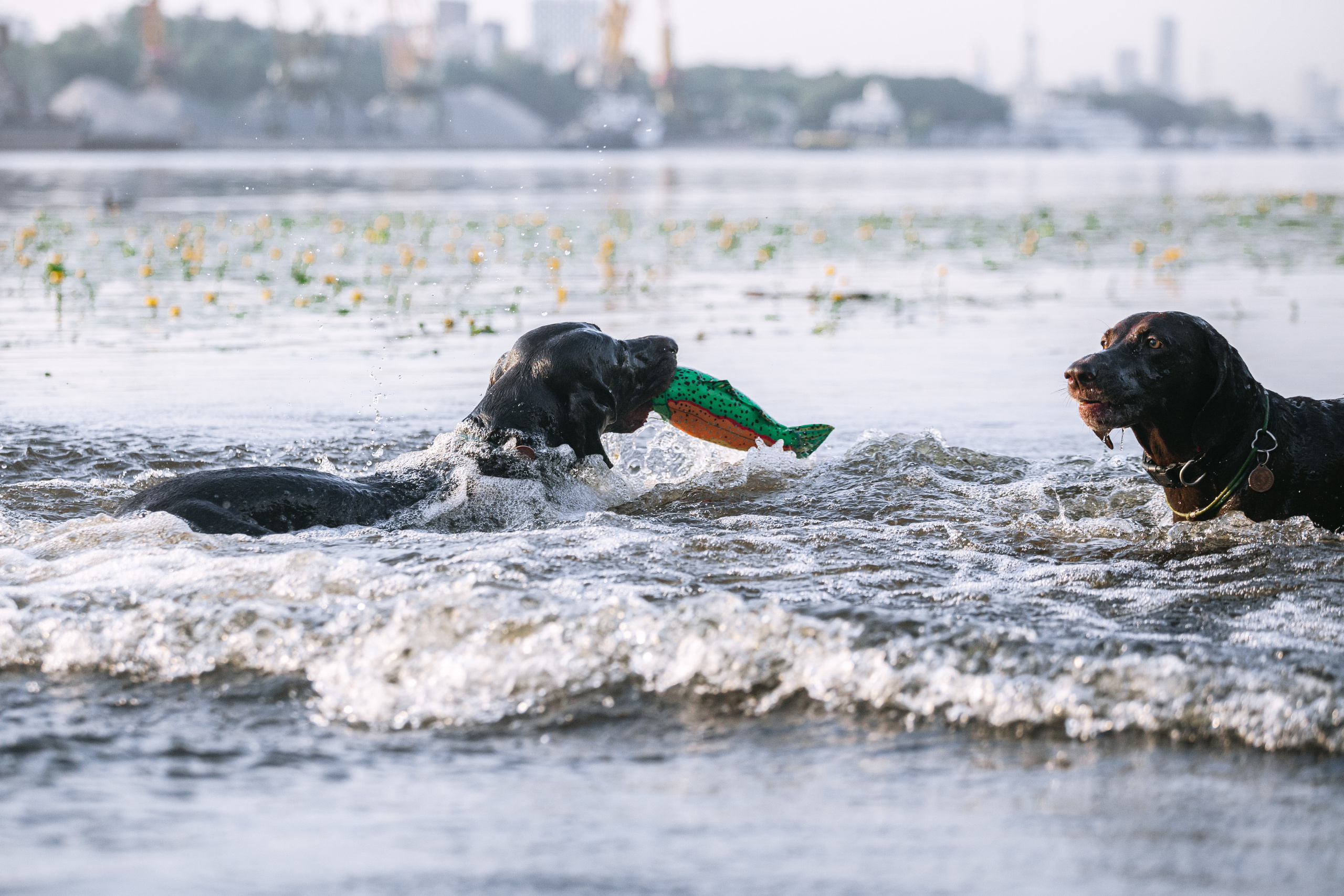 Рассветная съемка в ПКИО Северное Тушино. Фотограф-анималист Татьяна Степанова