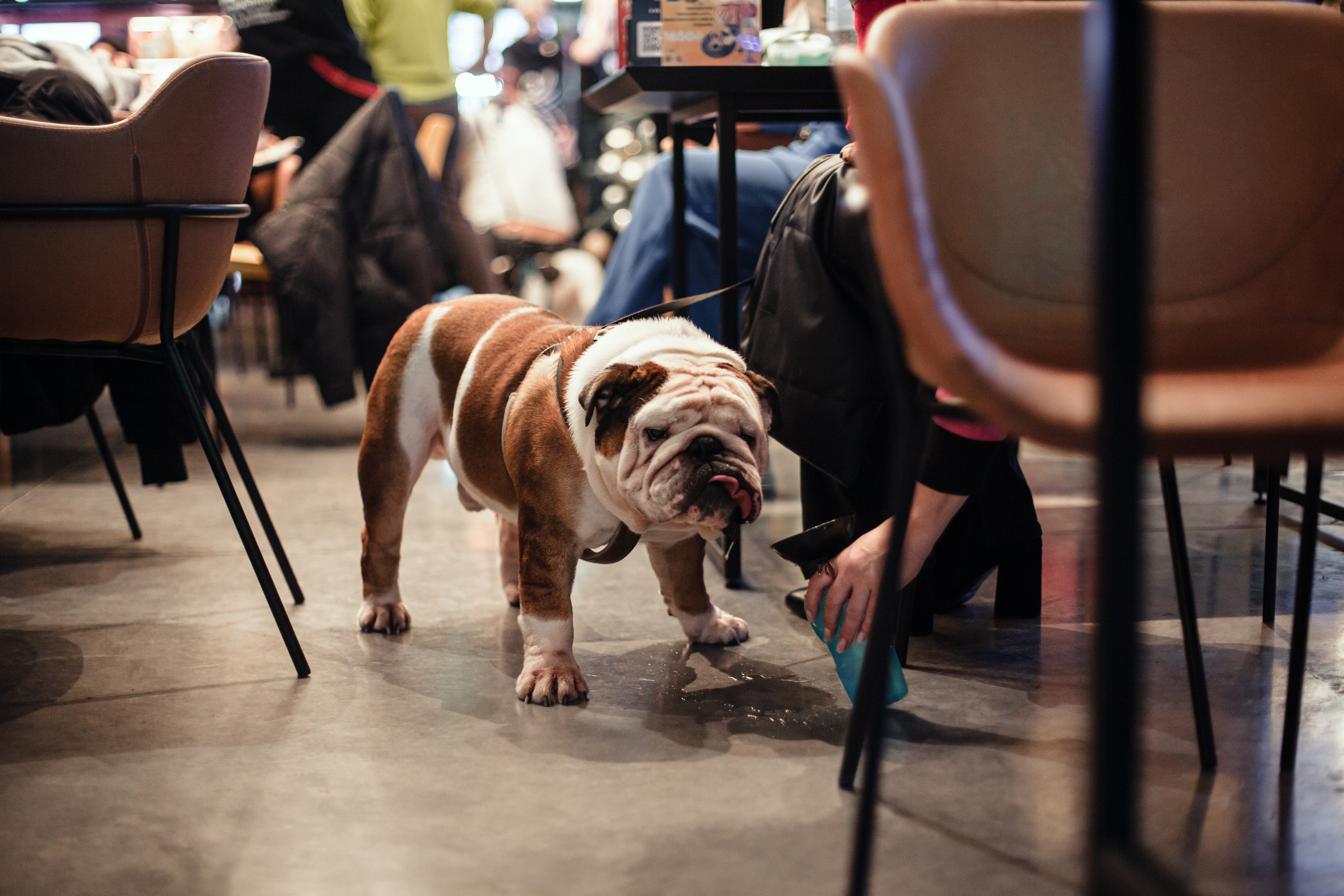 Бульелка 2022. Фотограф-анималист Татьяна Степанова