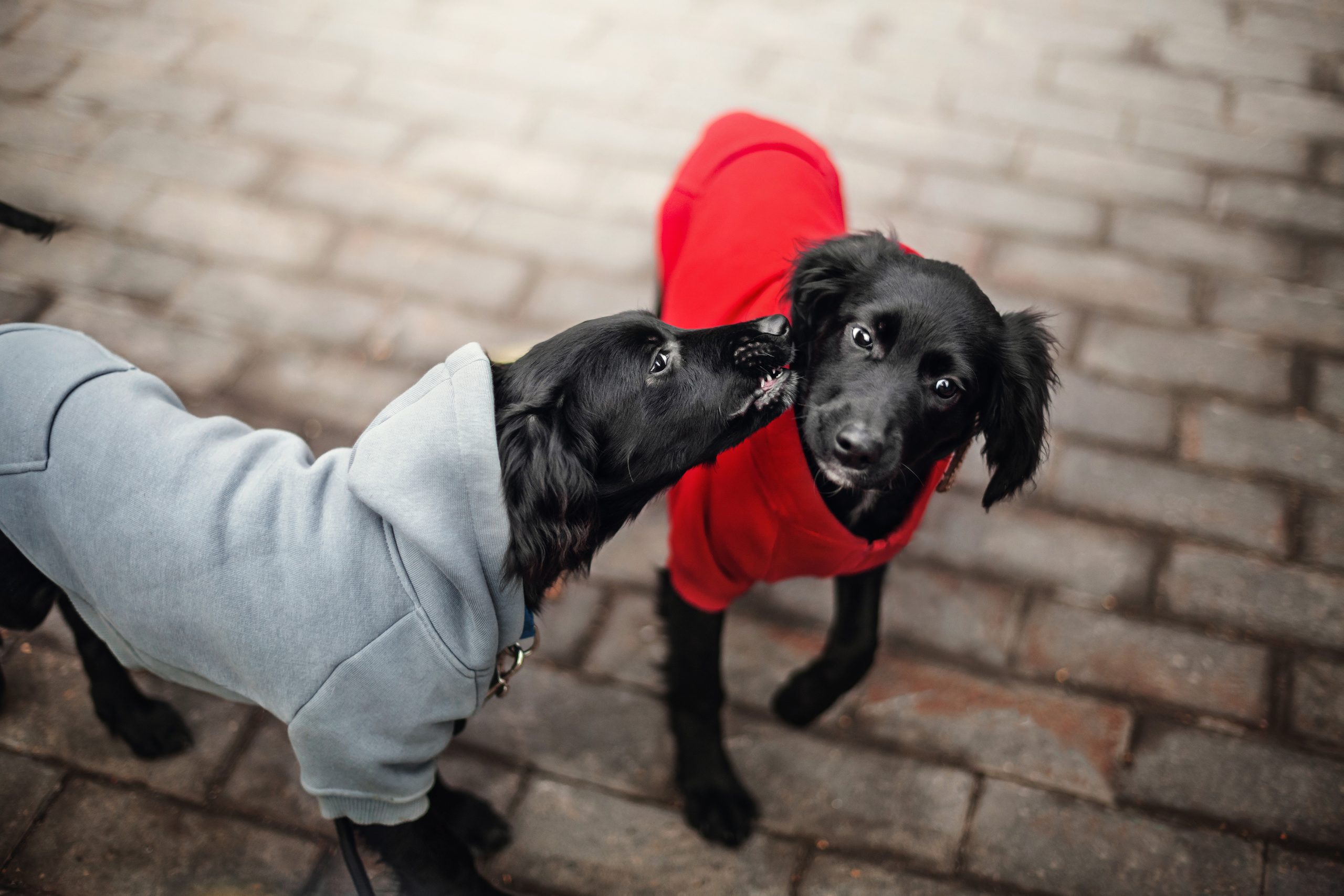 Пара щенков 2022. Фотограф-анималист Татьяна Степанова