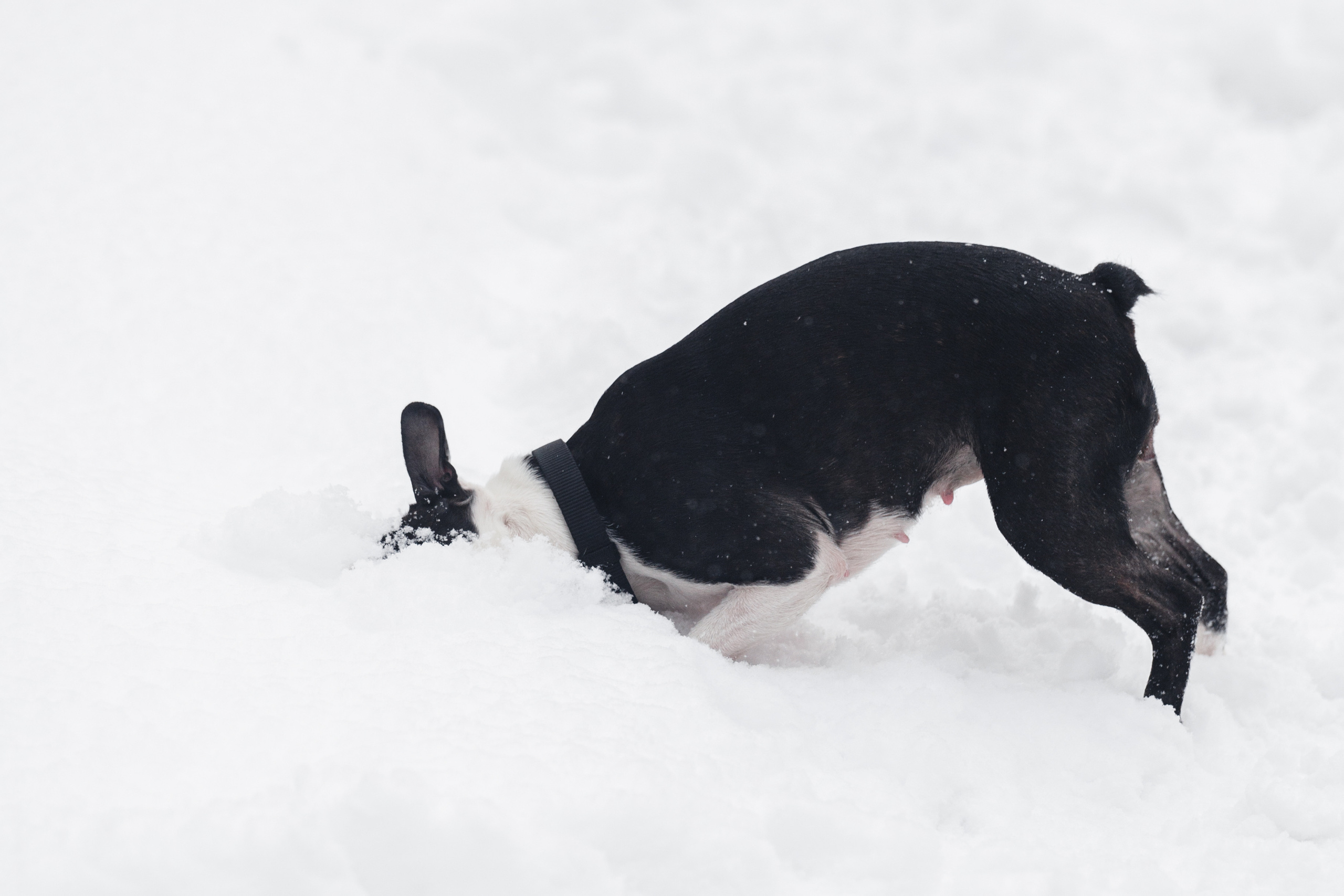 Василиса и Мира Кузнецкий мост. Фотограф-анималист Татьяна Степанова