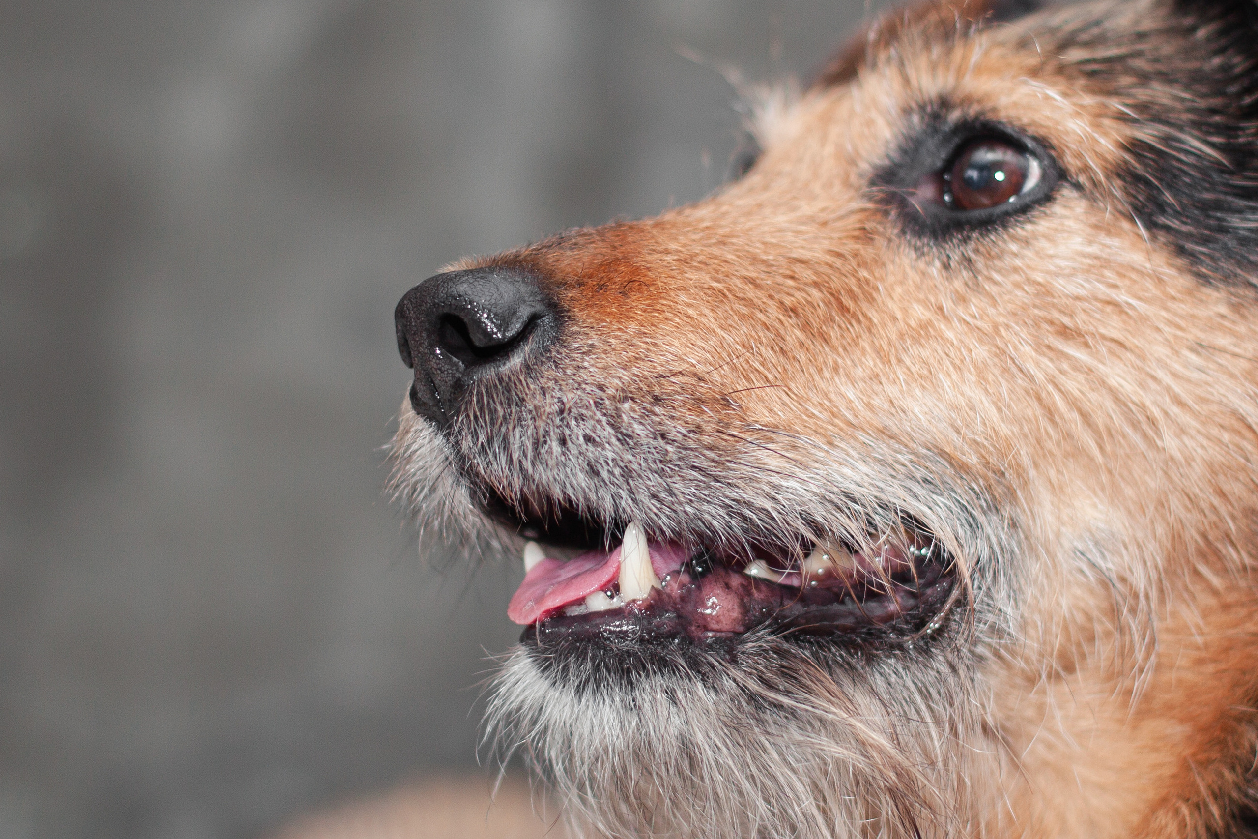 Лиза и Бренда. Фотограф-анималист Татьяна Степанова