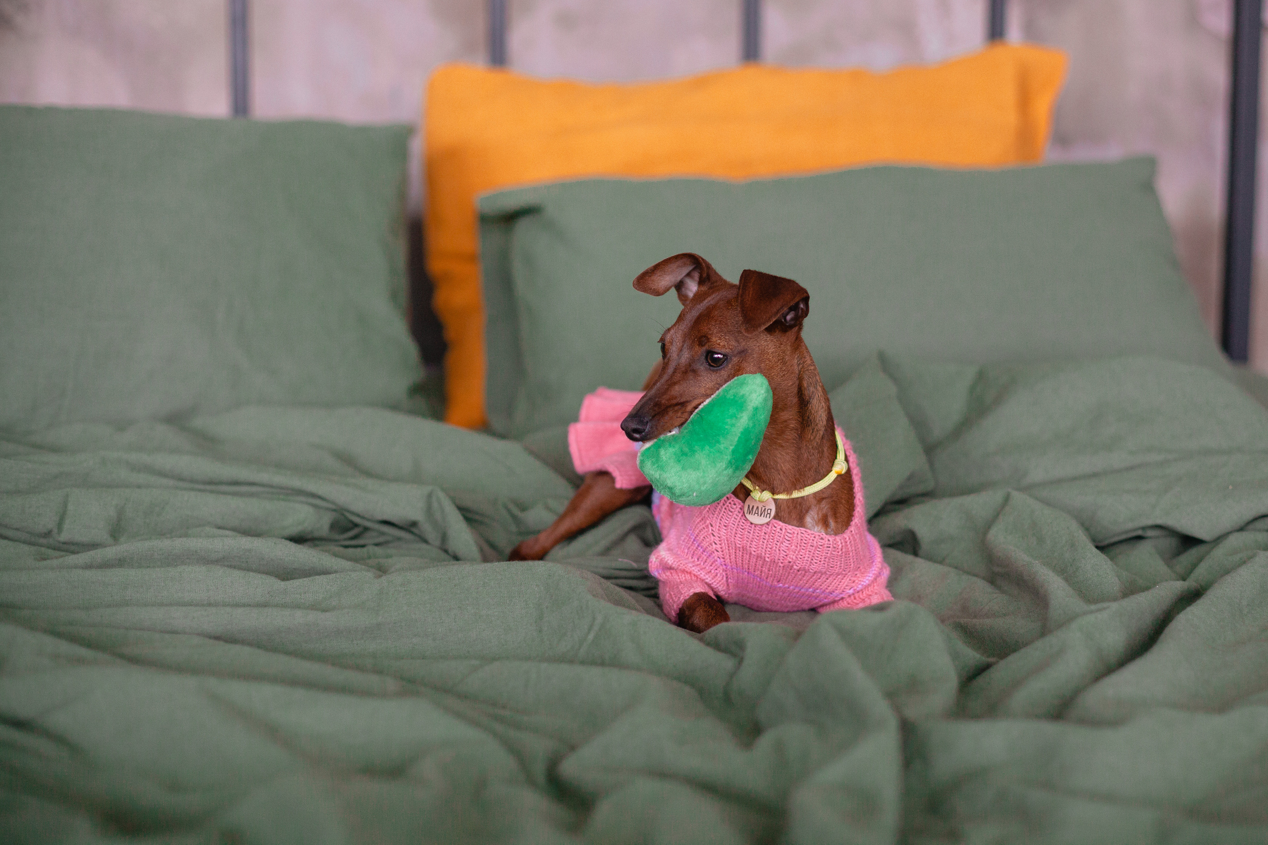 Александра и пинчеры Майя и Джой. Фотограф-анималист Татьяна Степанова