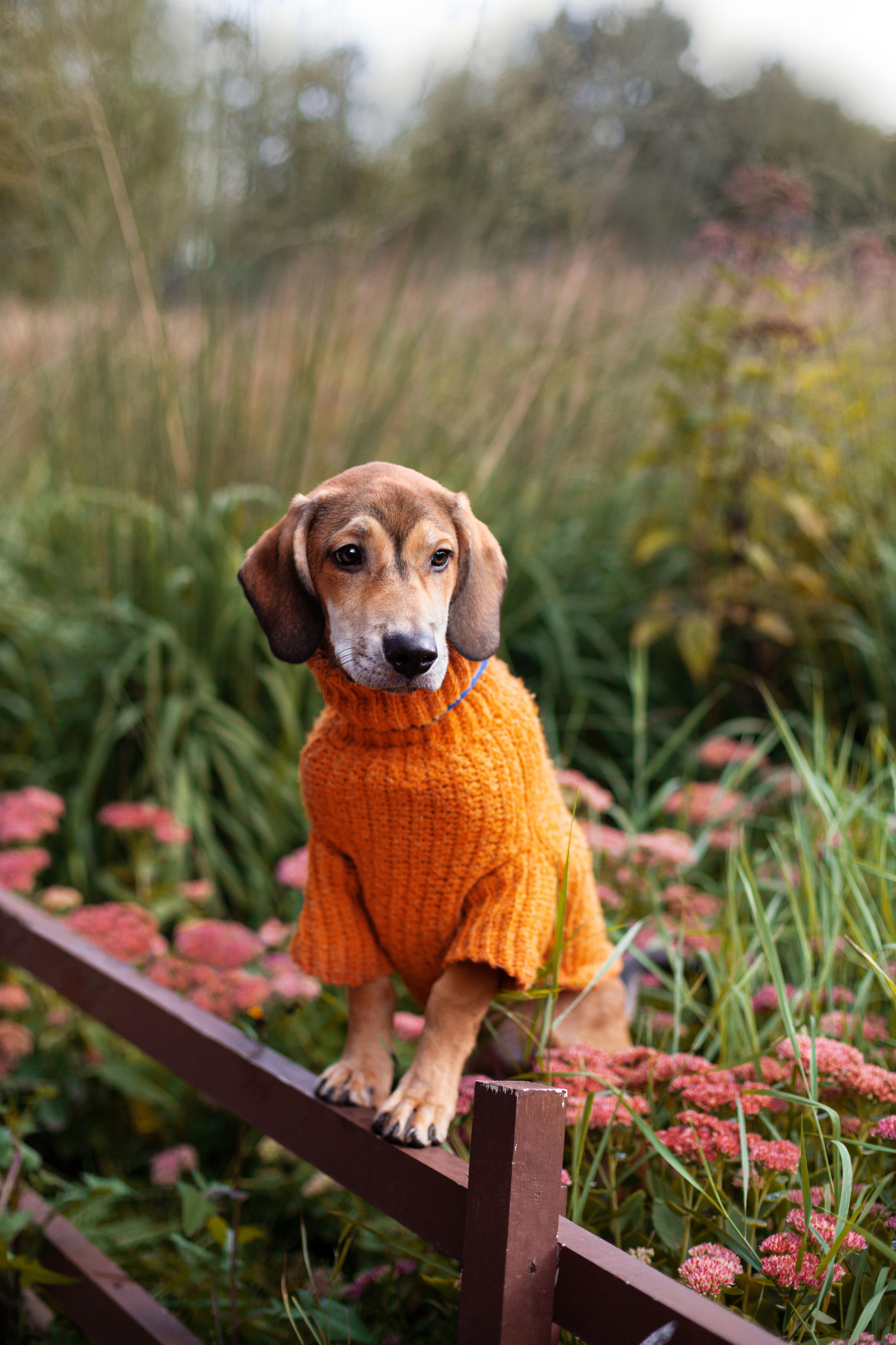 Лукас и Бусинка 2022. Фотограф-анималист Татьяна Степанова