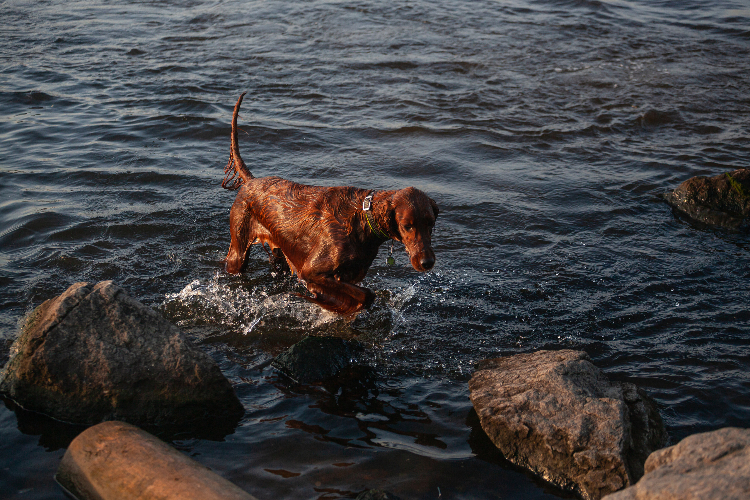 Рассветная съемка в ПКИО Северное Тушино. Фотограф-анималист Татьяна Степанова