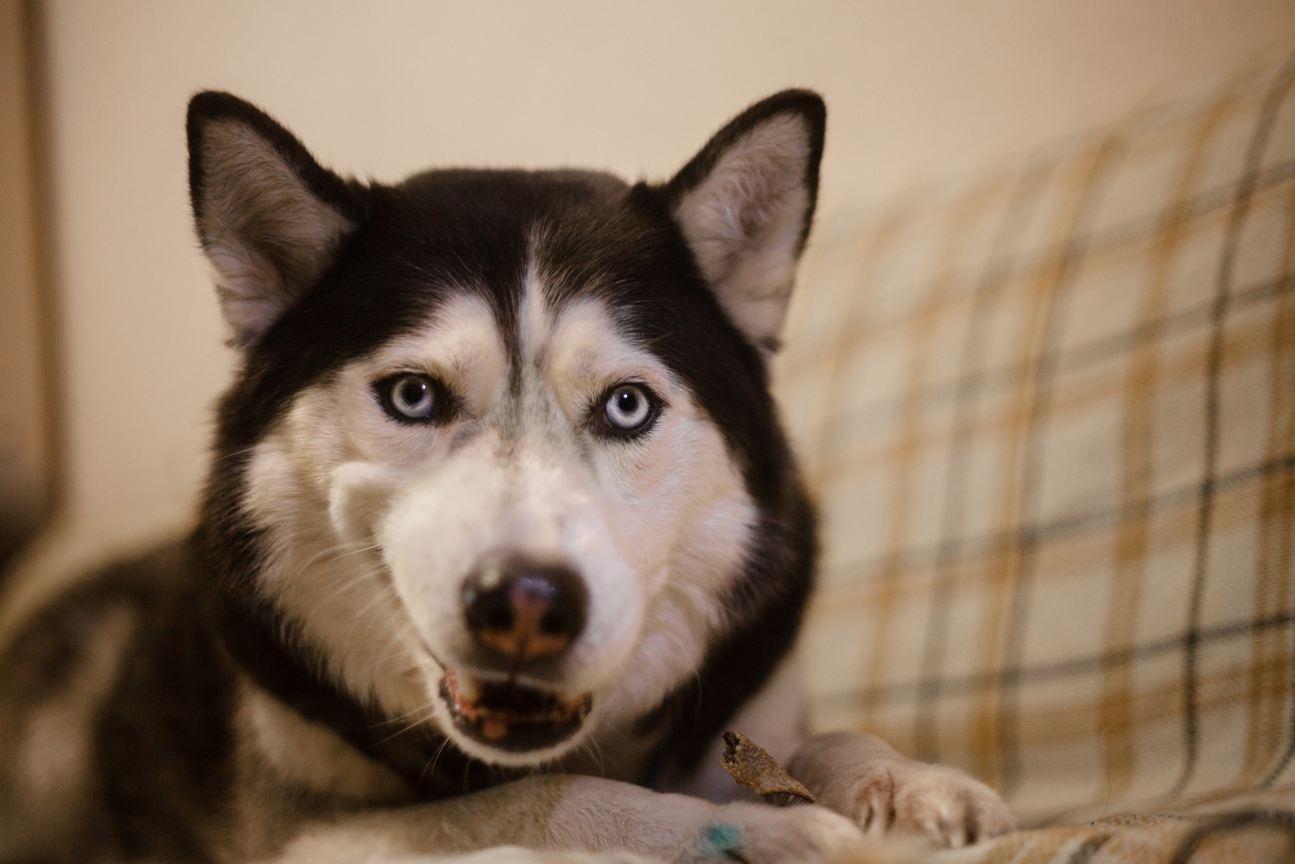 Киба и Аки. Фотограф-анималист Татьяна Степанова