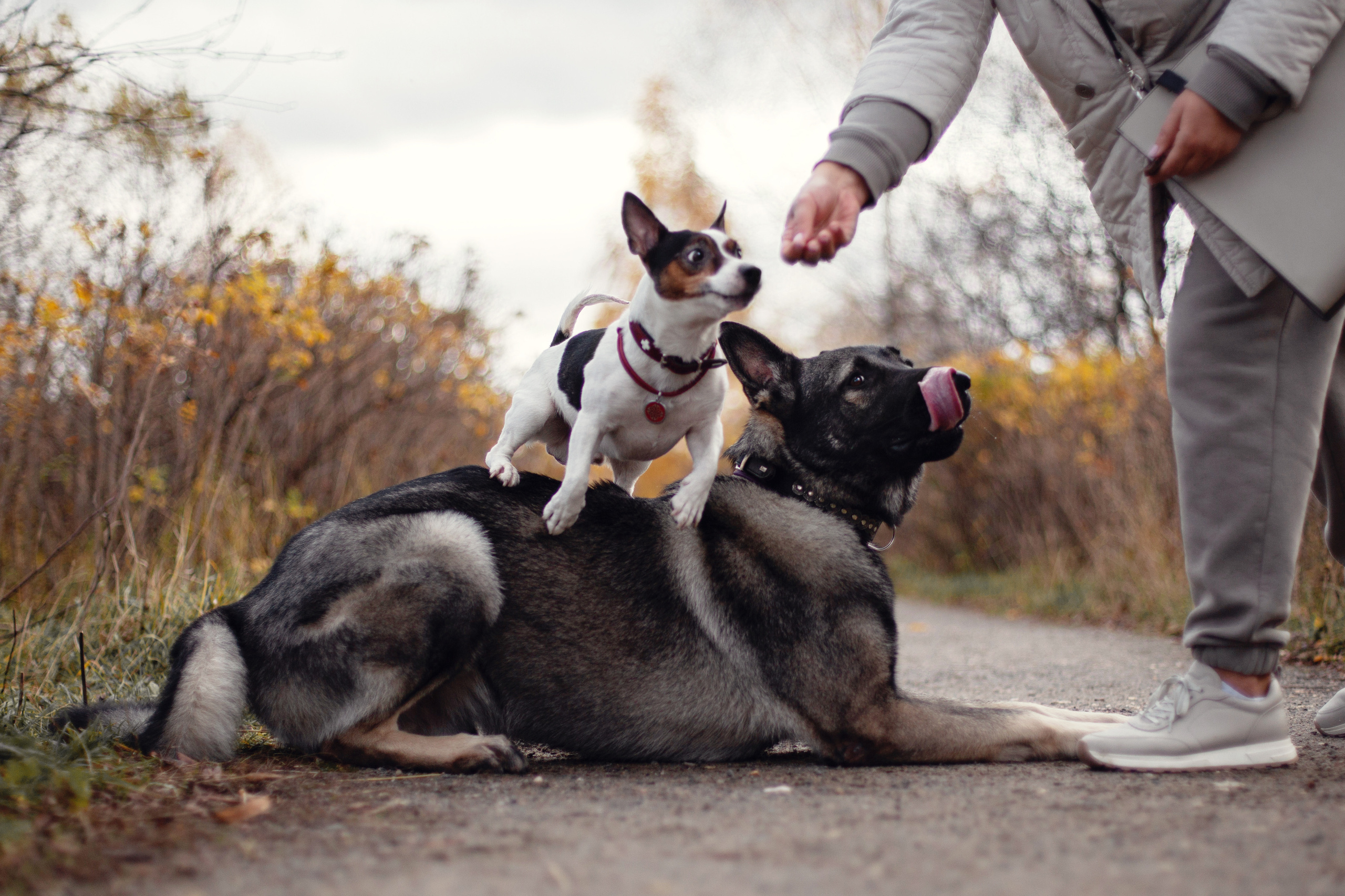 Женя, Скай и Арти в ПКИО Северное Тушино. Фотограф-анималист Татьяна Степанова