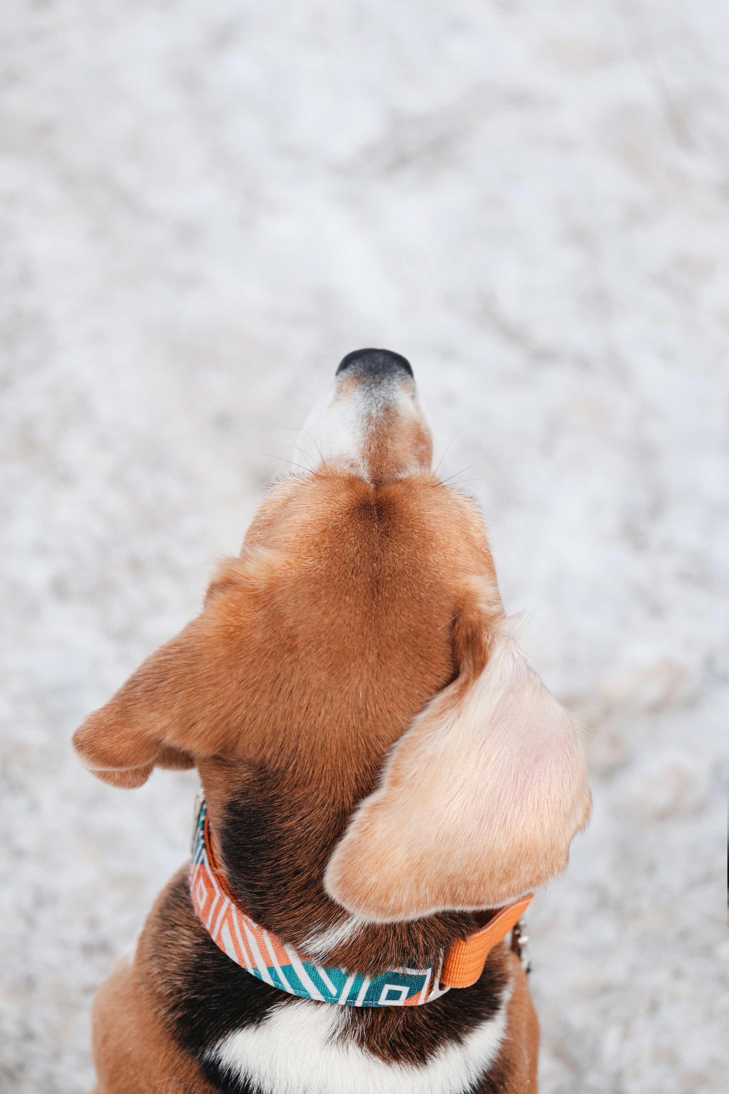 Группа помощи Дом для бигля 2023. Фотограф-анималист Татьяна Степанова